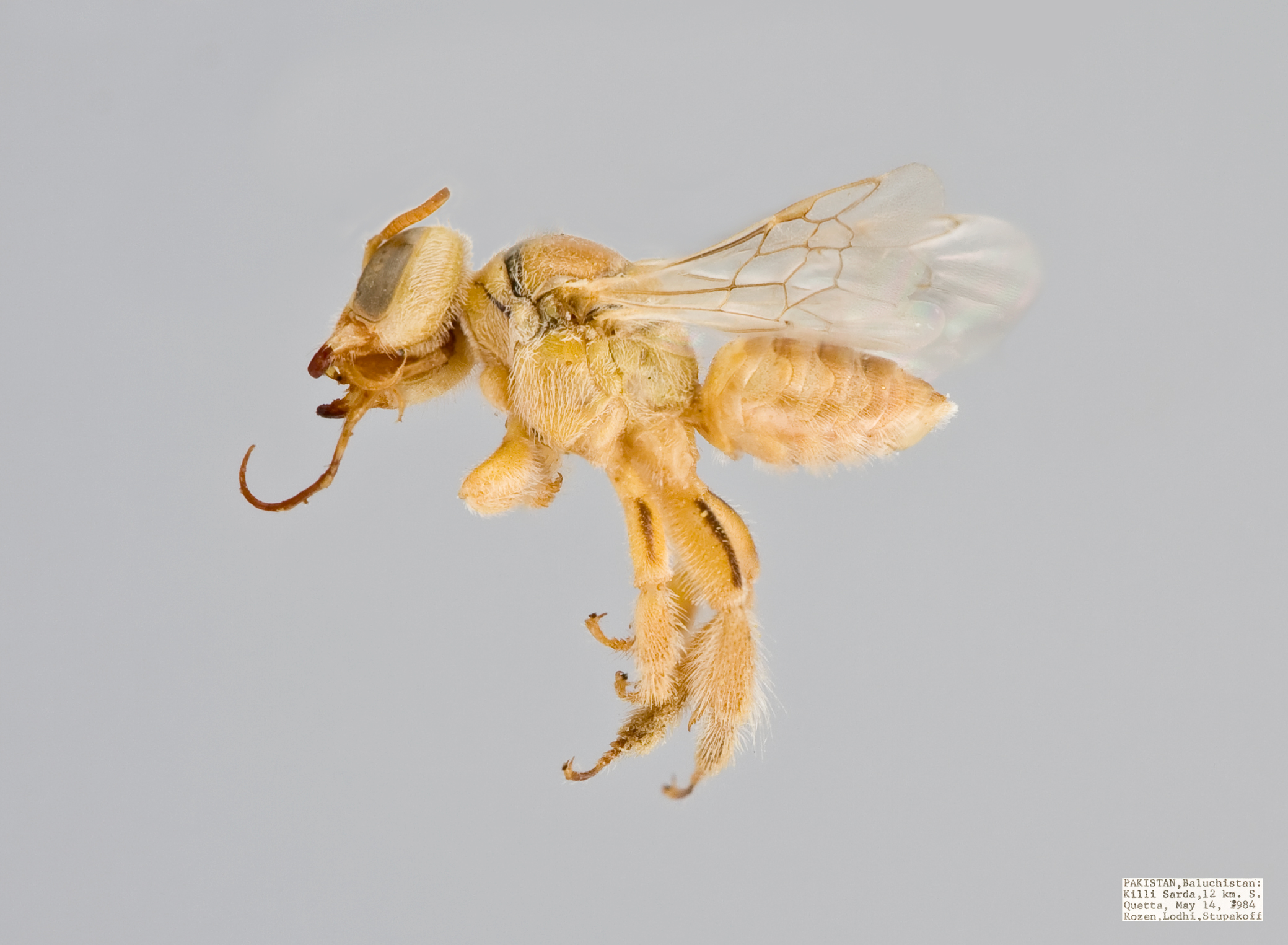 Pararhophites orobinus Female