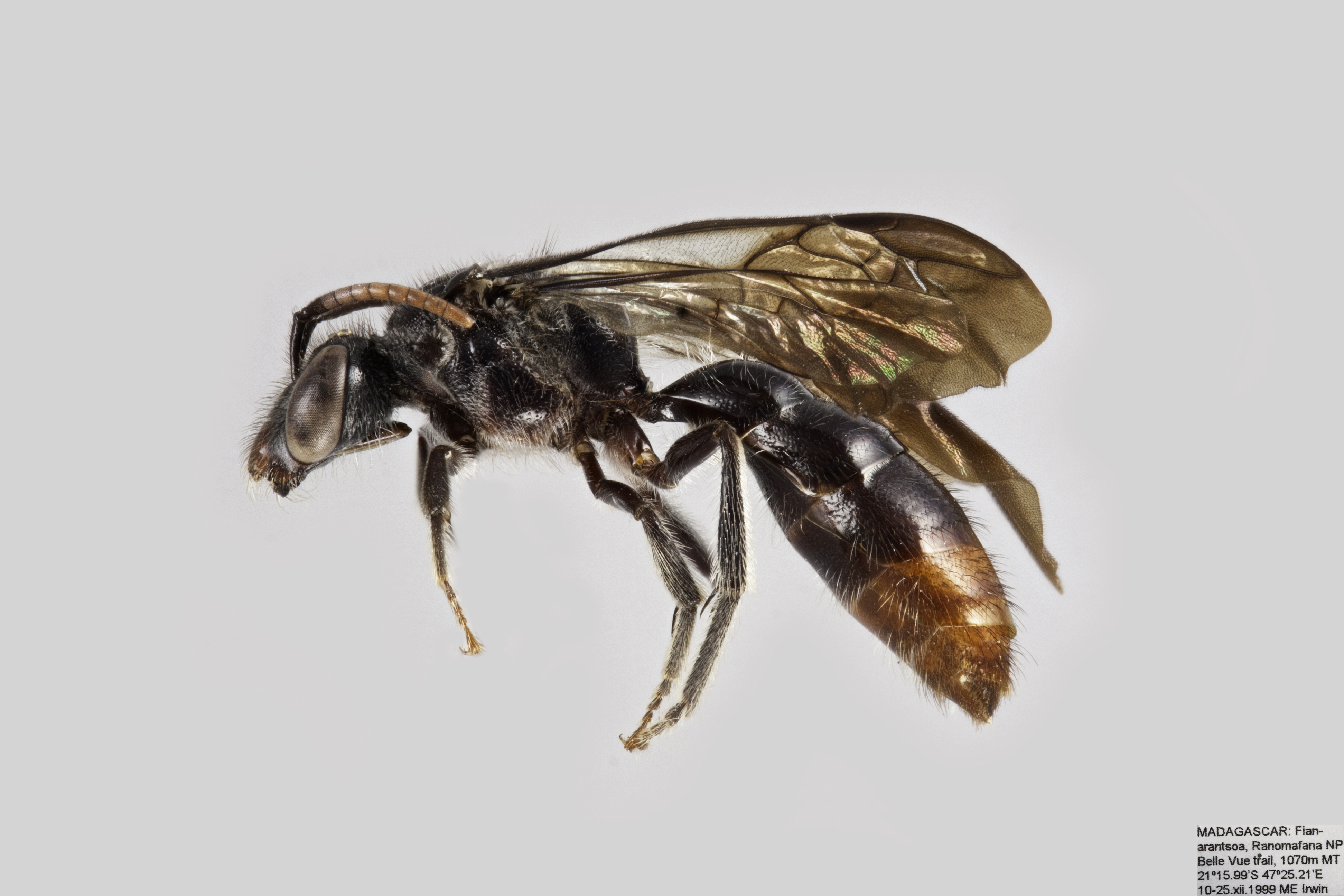 Parathrincostoma seyrigi Female-Small