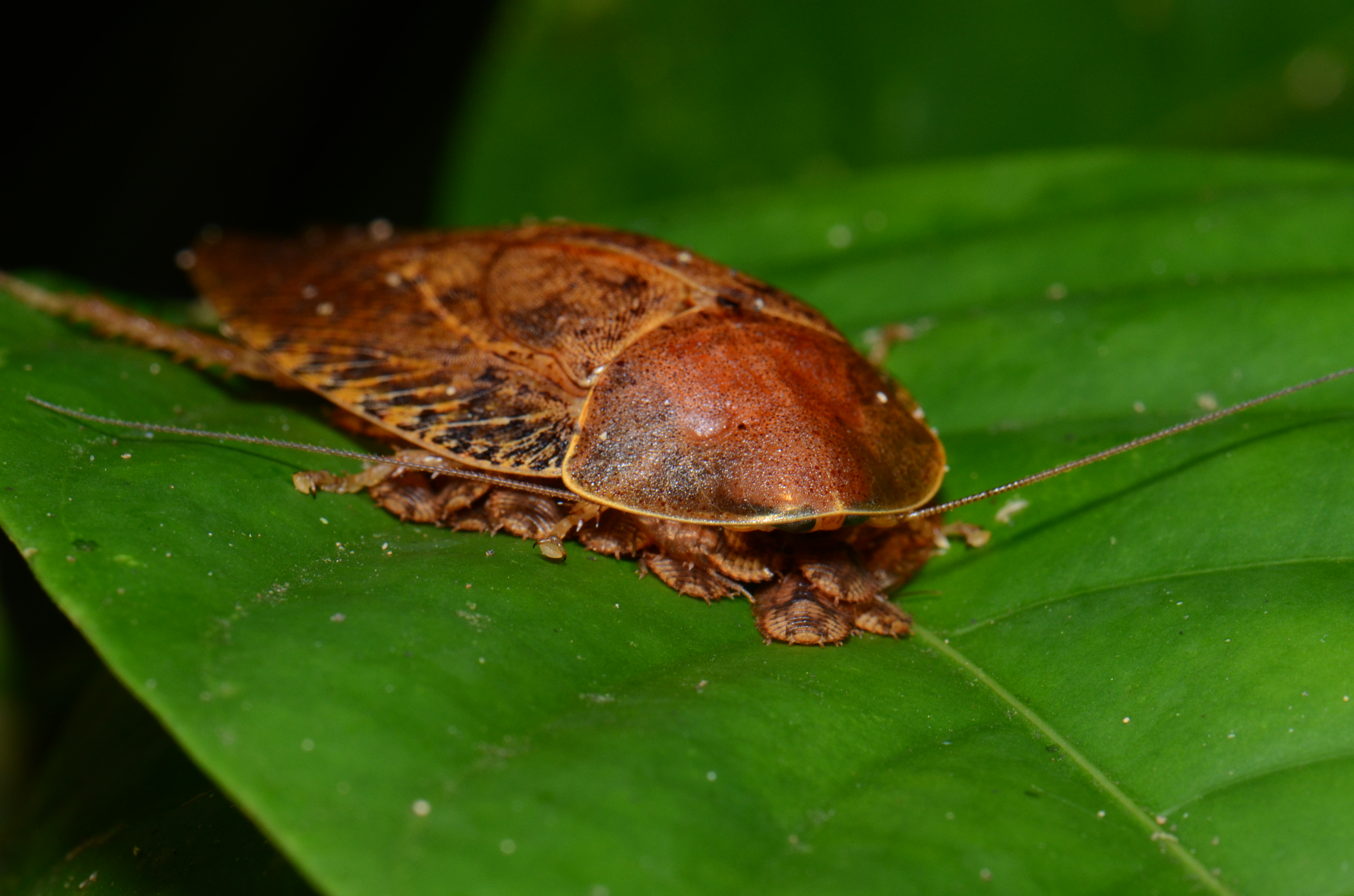 Parental care in cockroach (Pseudophoraspis sp.) (21006928734)