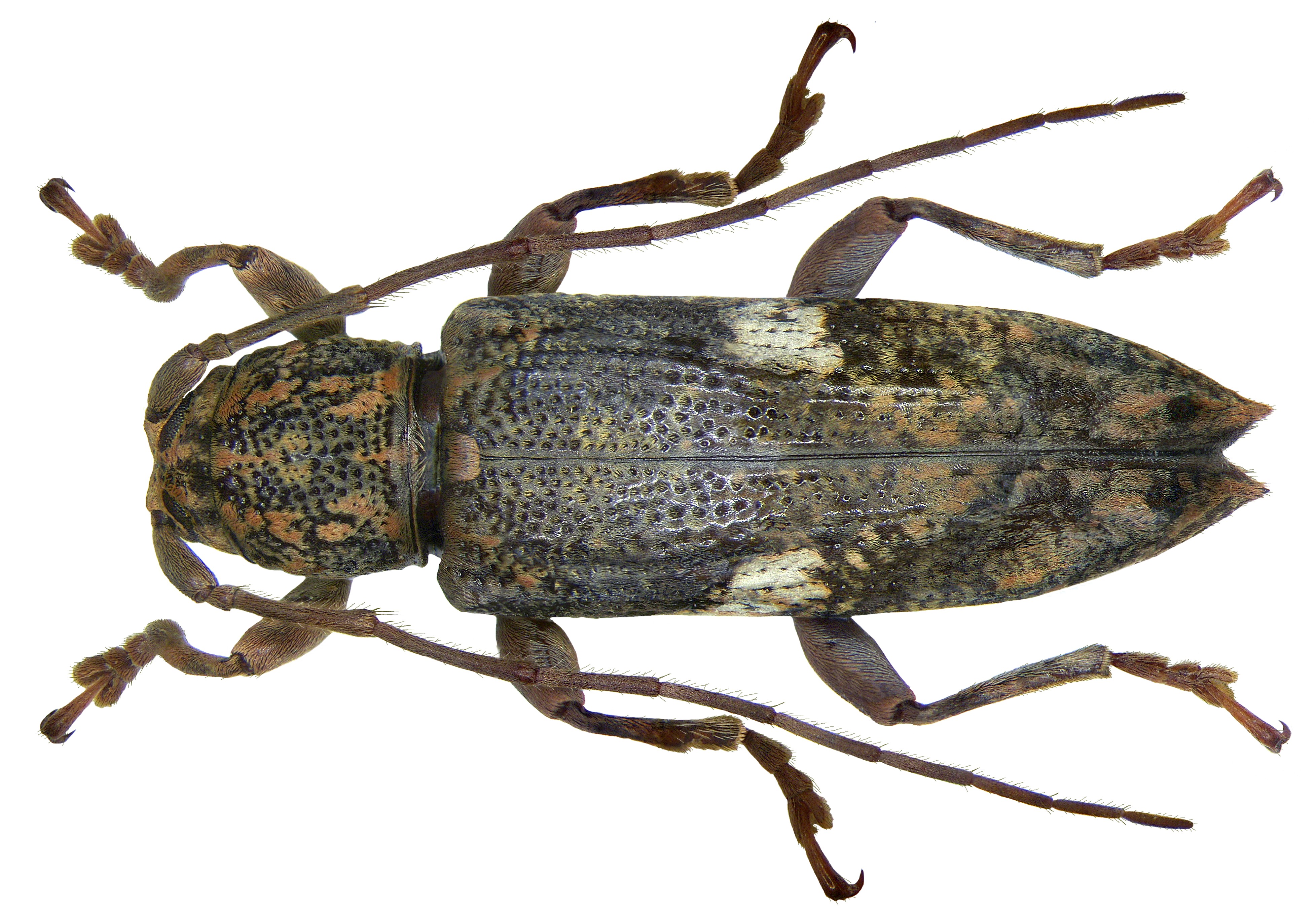 Parepilysta medioalbosignata Breuning (2871834047)