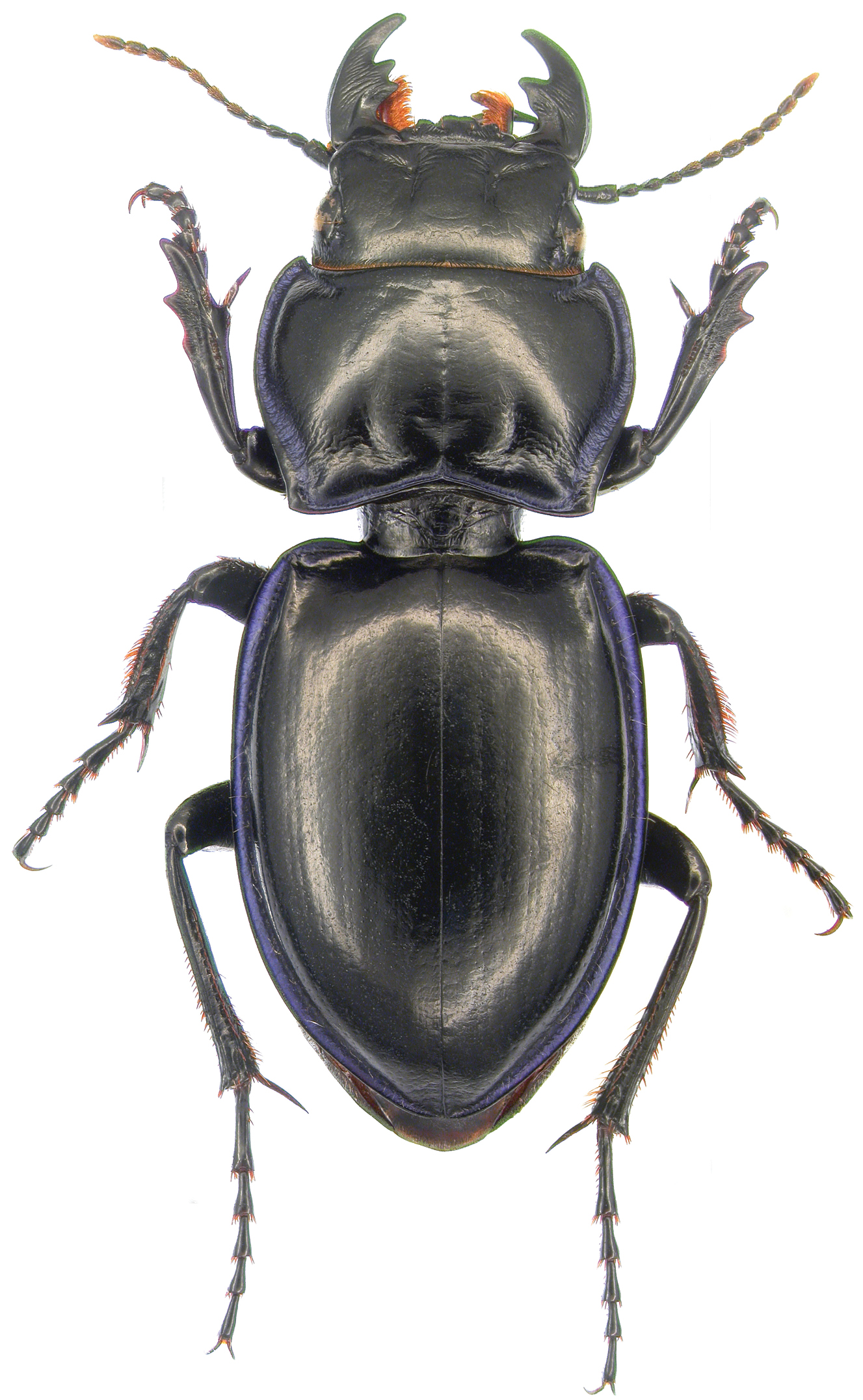 Pasimachus elongatus LeConte - ZooKeys-245-001-g016