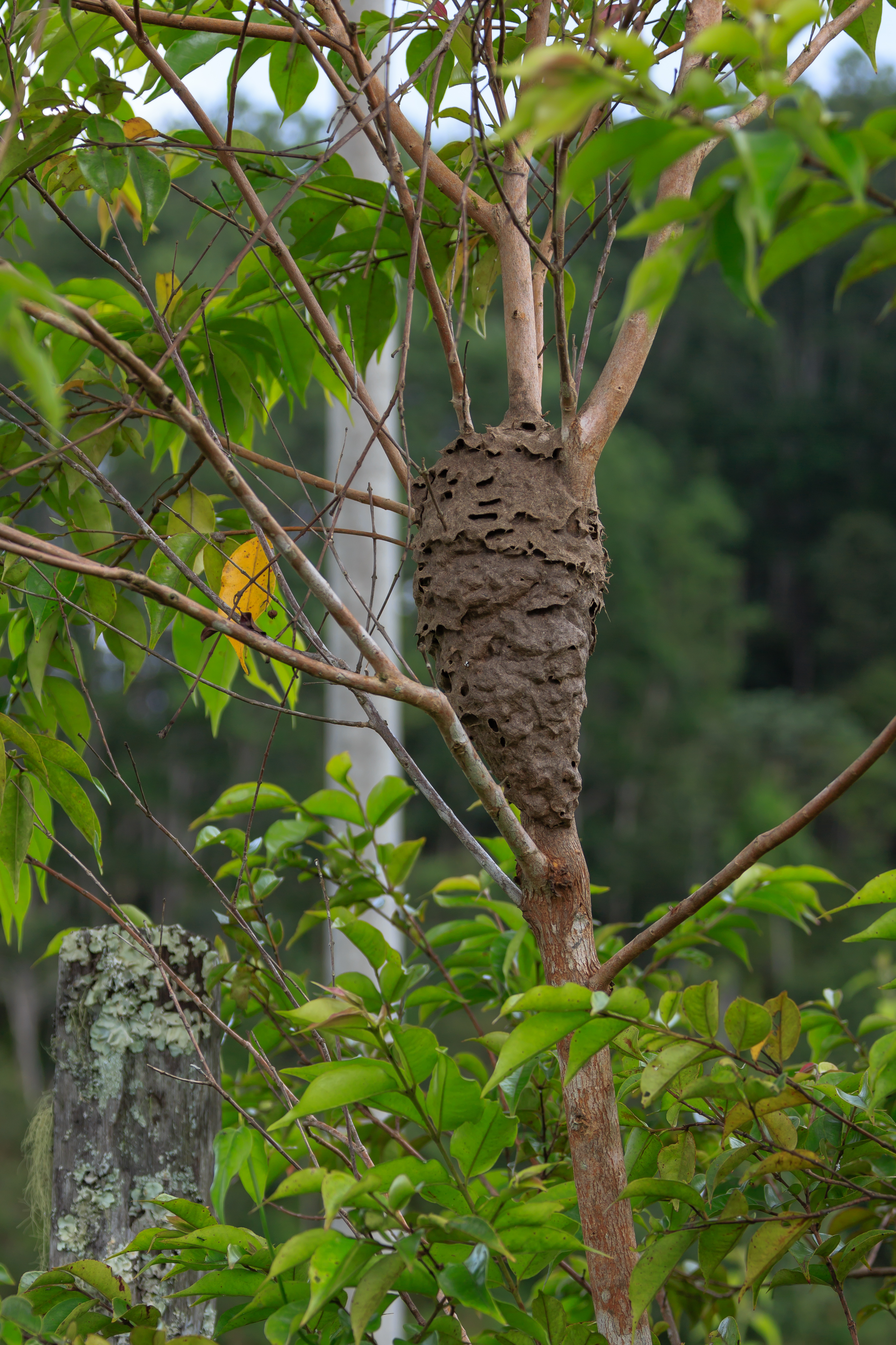Patau Sabah Ant-nest-in-a-tree-02