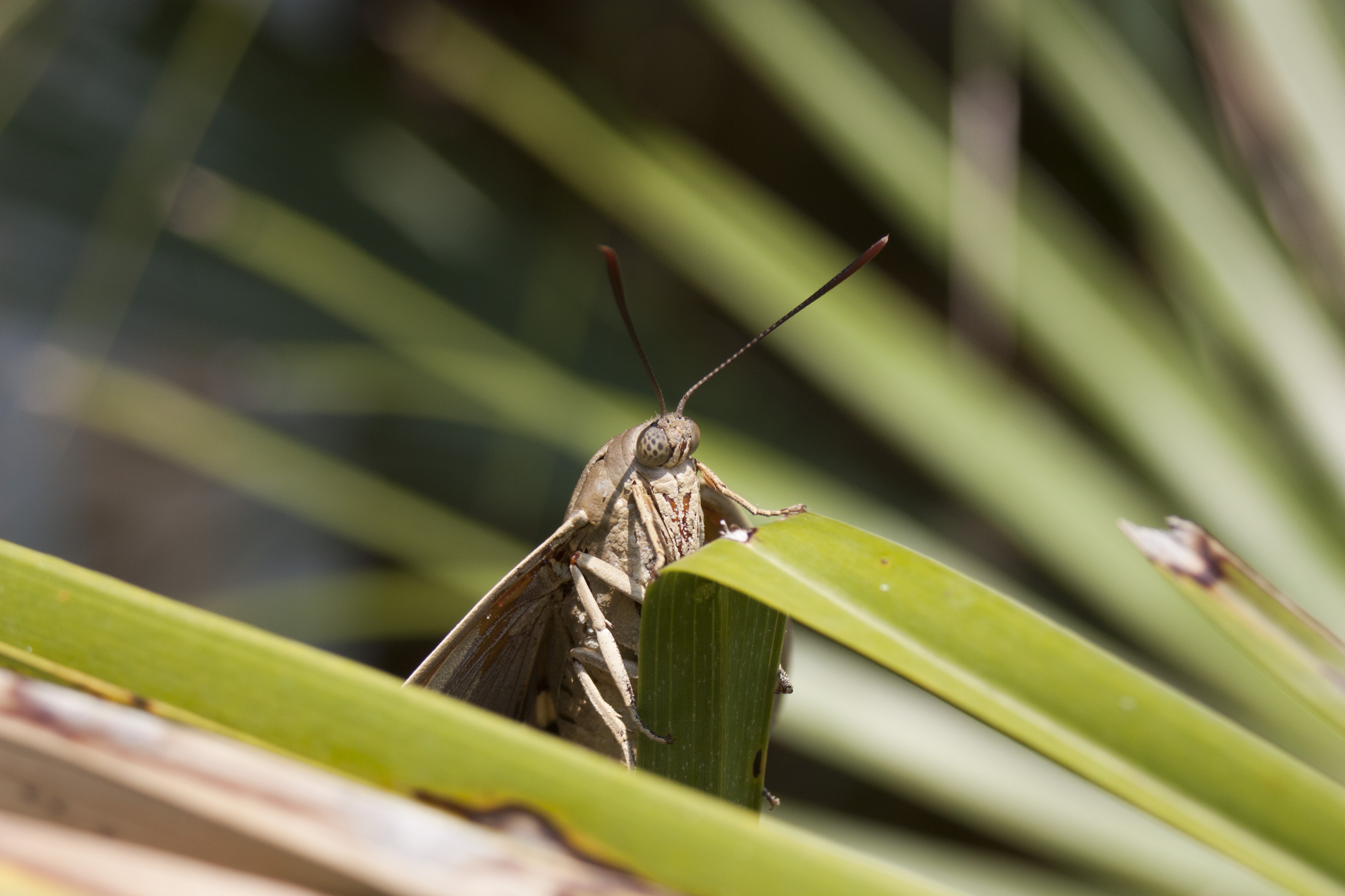 Paysandisia archon-Calvisson 80mm P-20130708