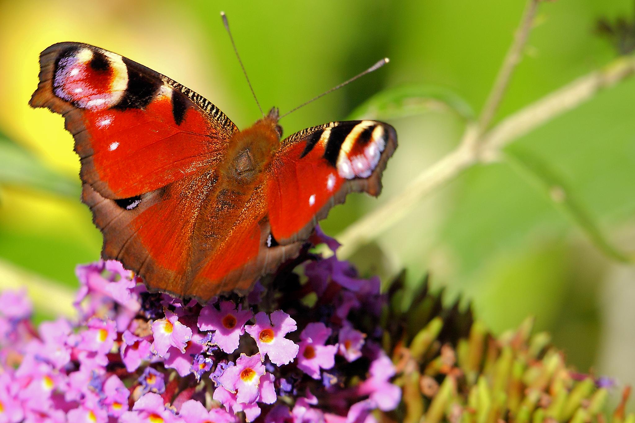 Peacock Butterfly - Minsmere (7873185988)