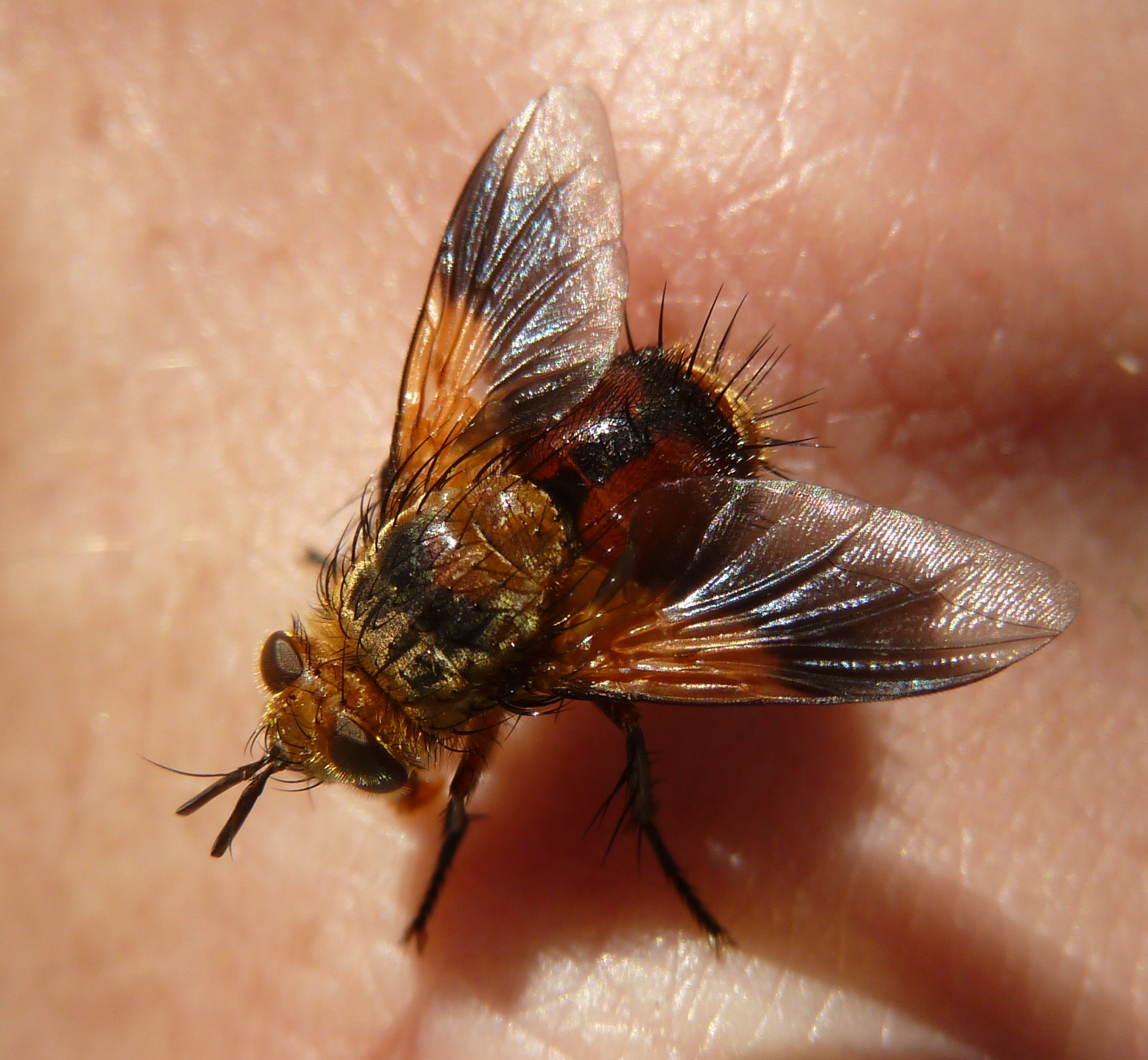 Peleteria sp., Groenkloof NR