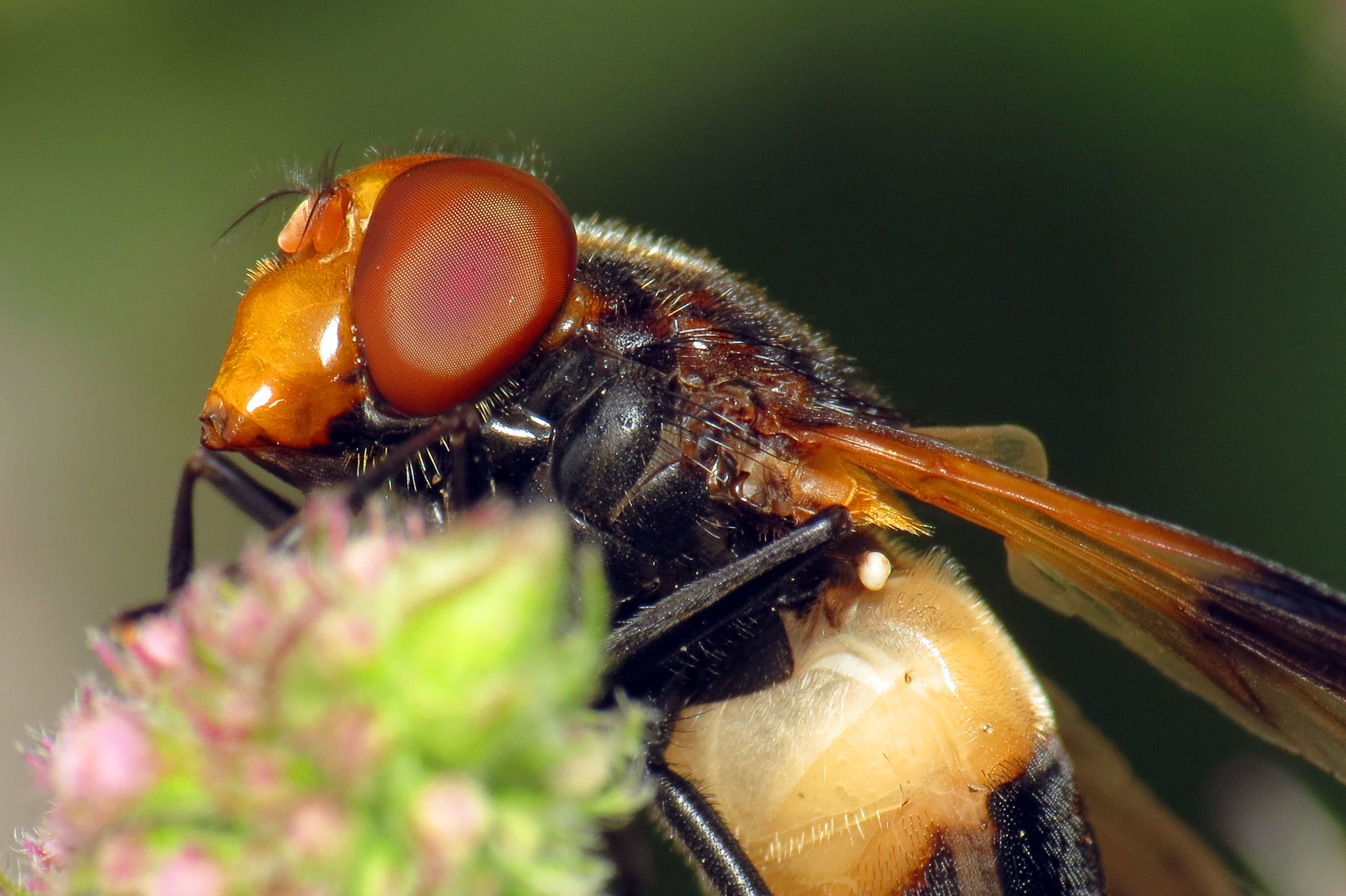 Pellucid Fly (Volucella pellucens) (9506754085)