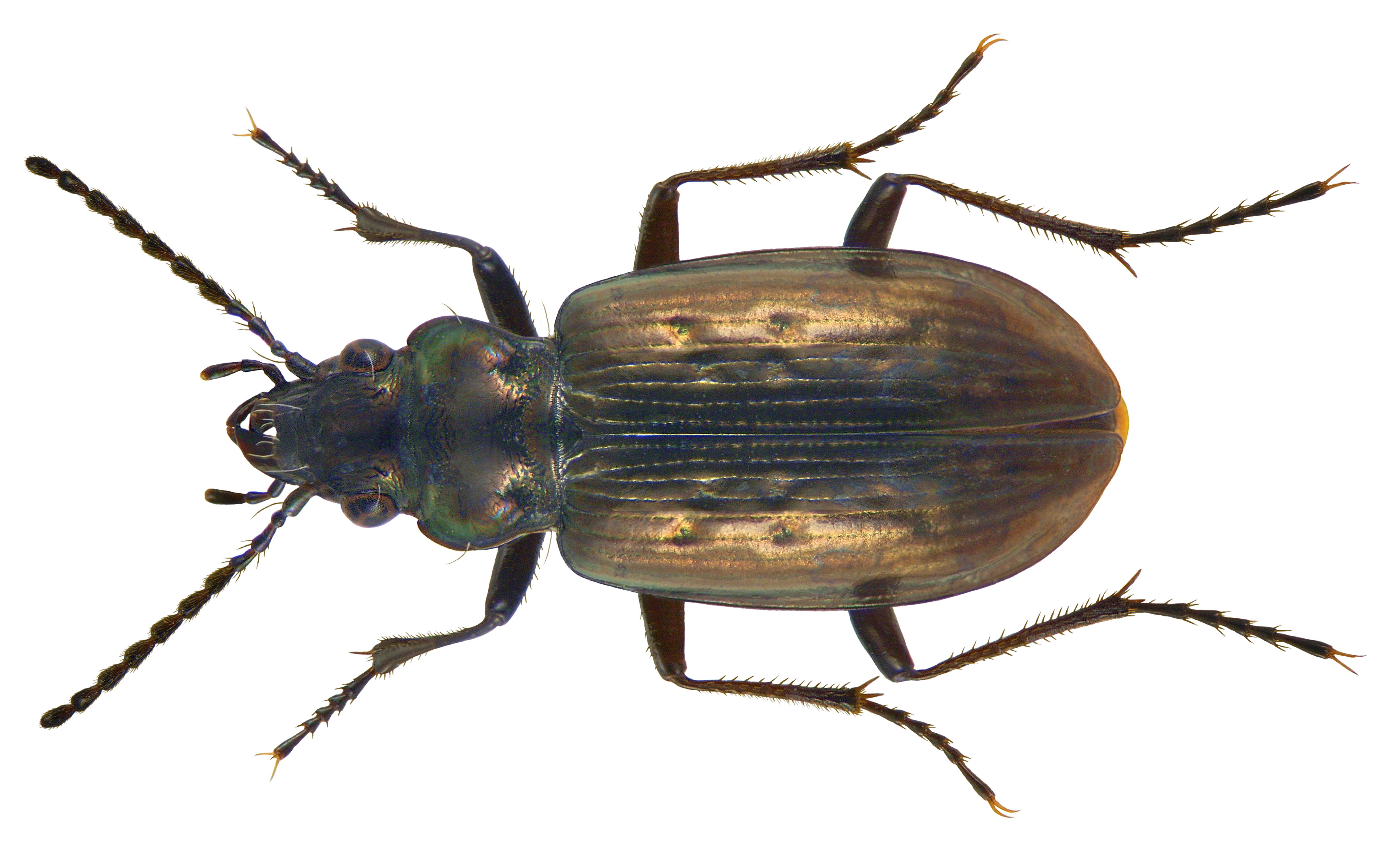 Pelophila borealis (Paykull, 1790) (3566986664)