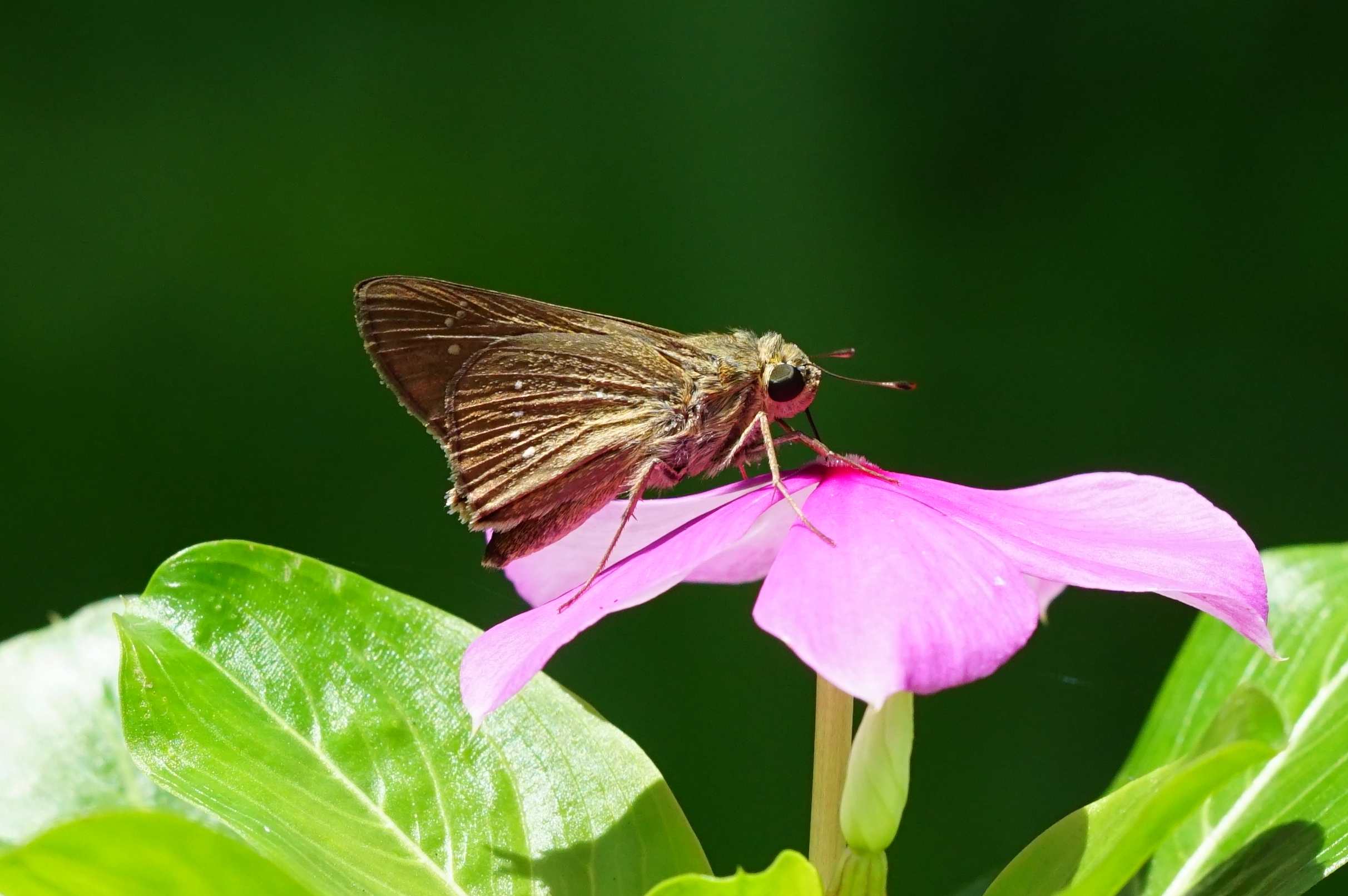 Pelopidas mathias 04704