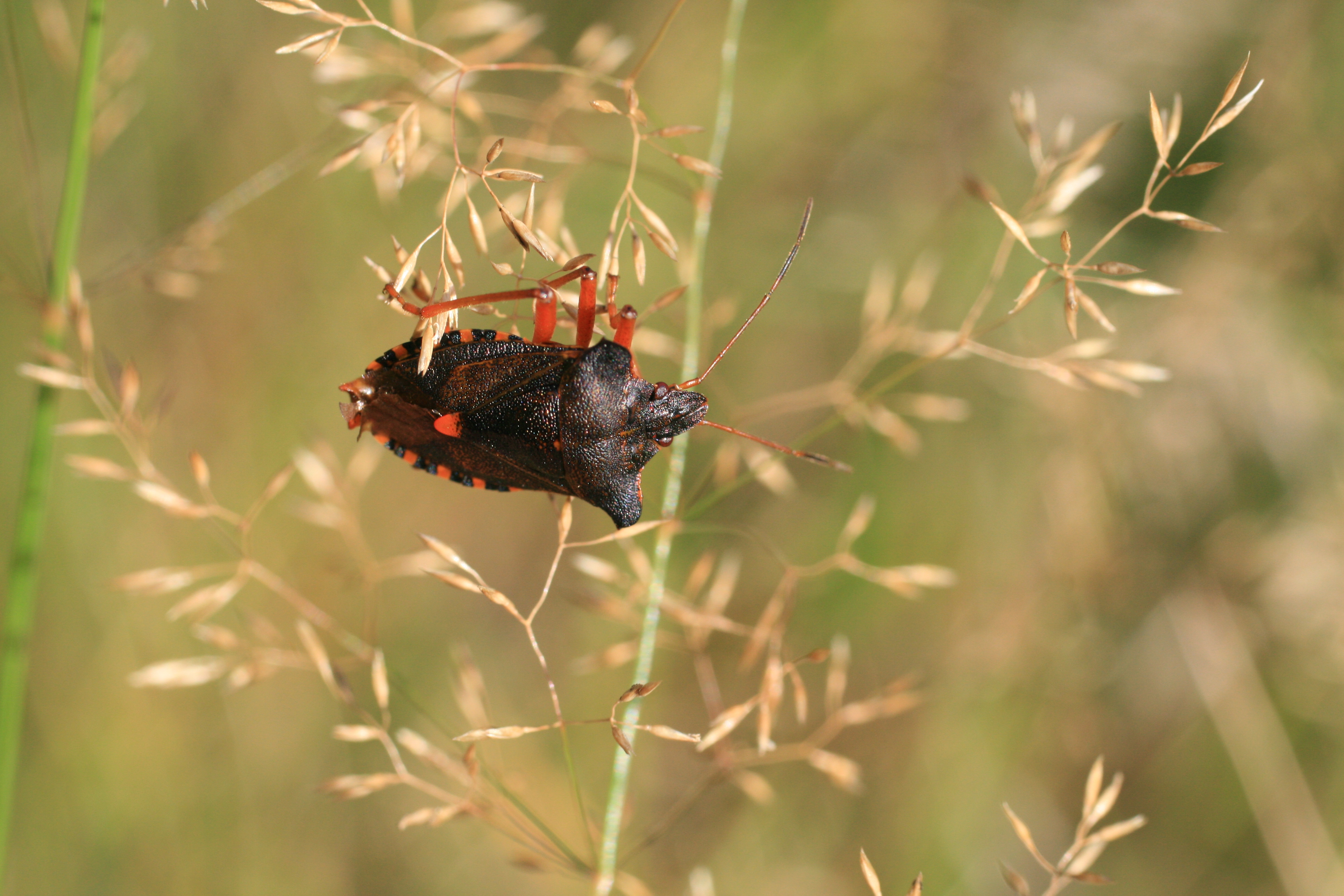 Pentatoma rufipes in grass