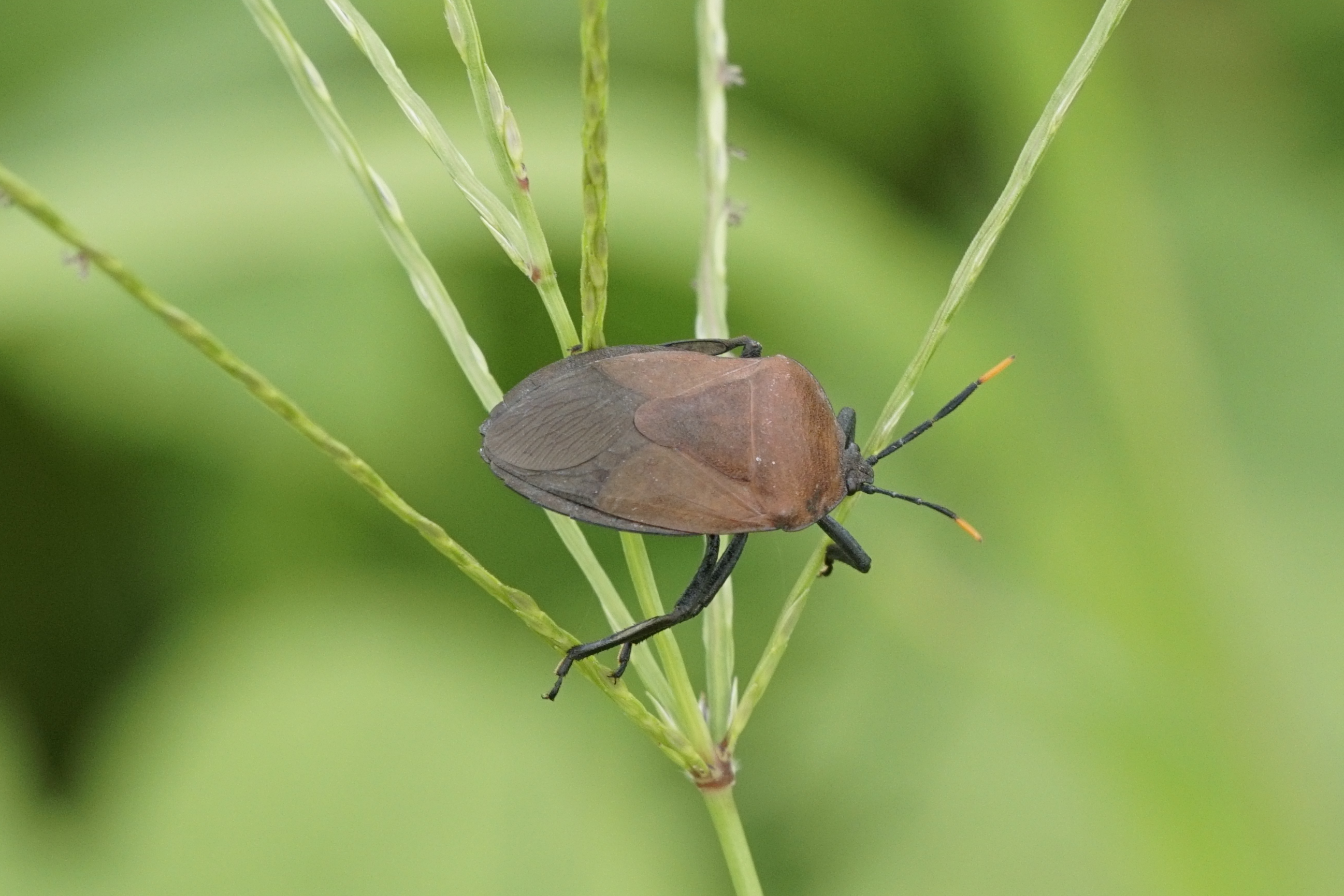 Pentatomidae 8676