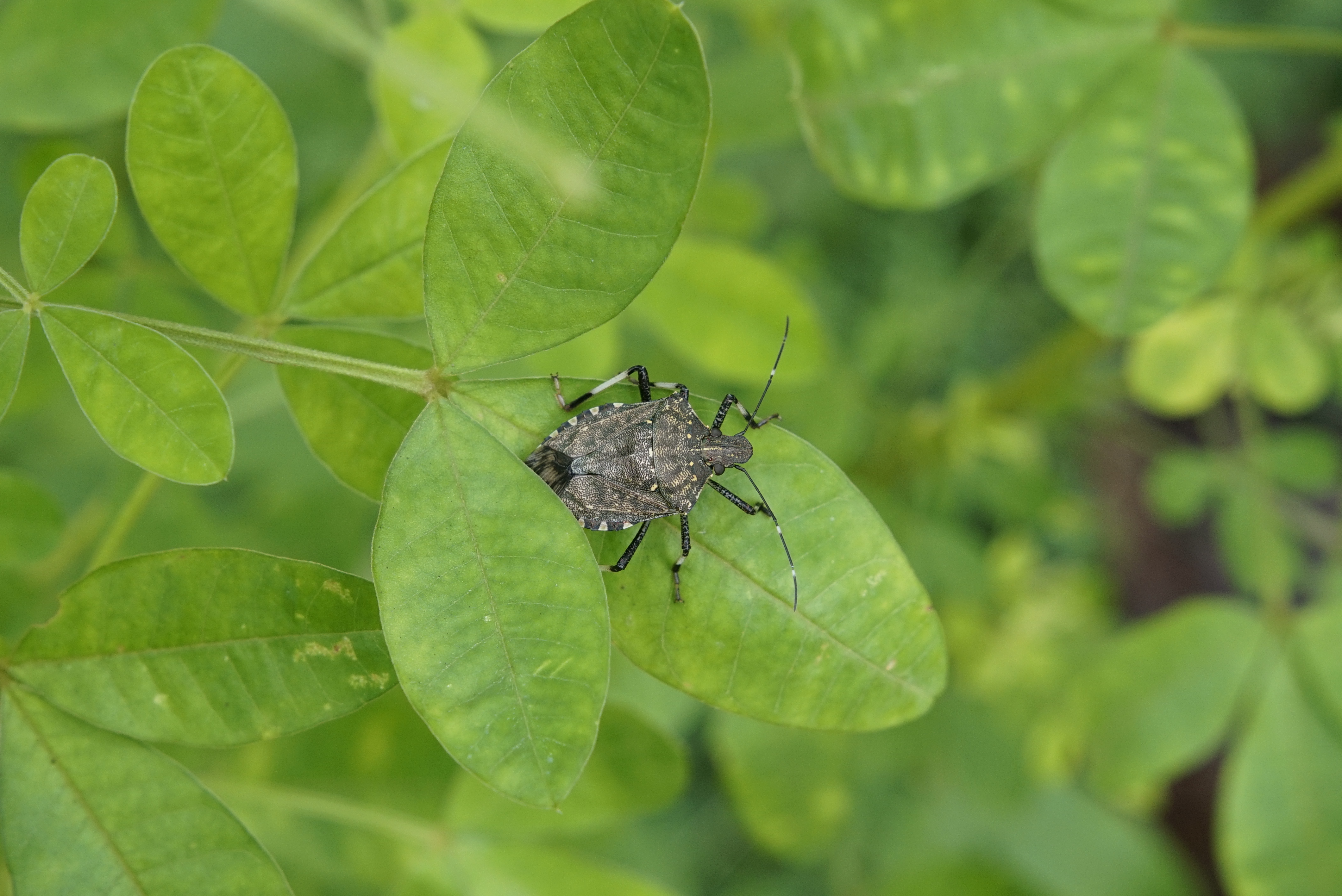 Pentatomidae (Halyomorpha sp) 3006