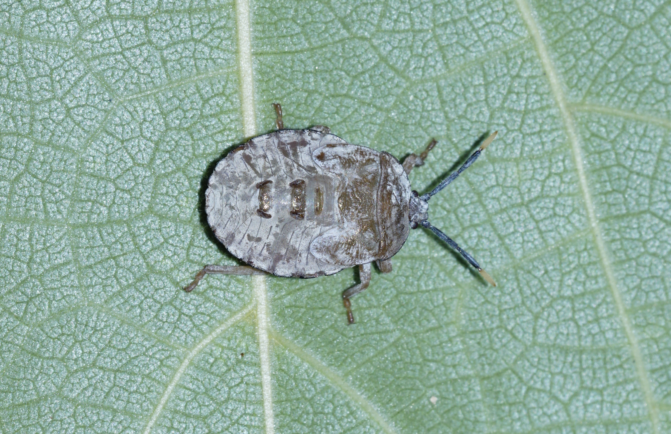 Pentatomidae (nymph) 6081