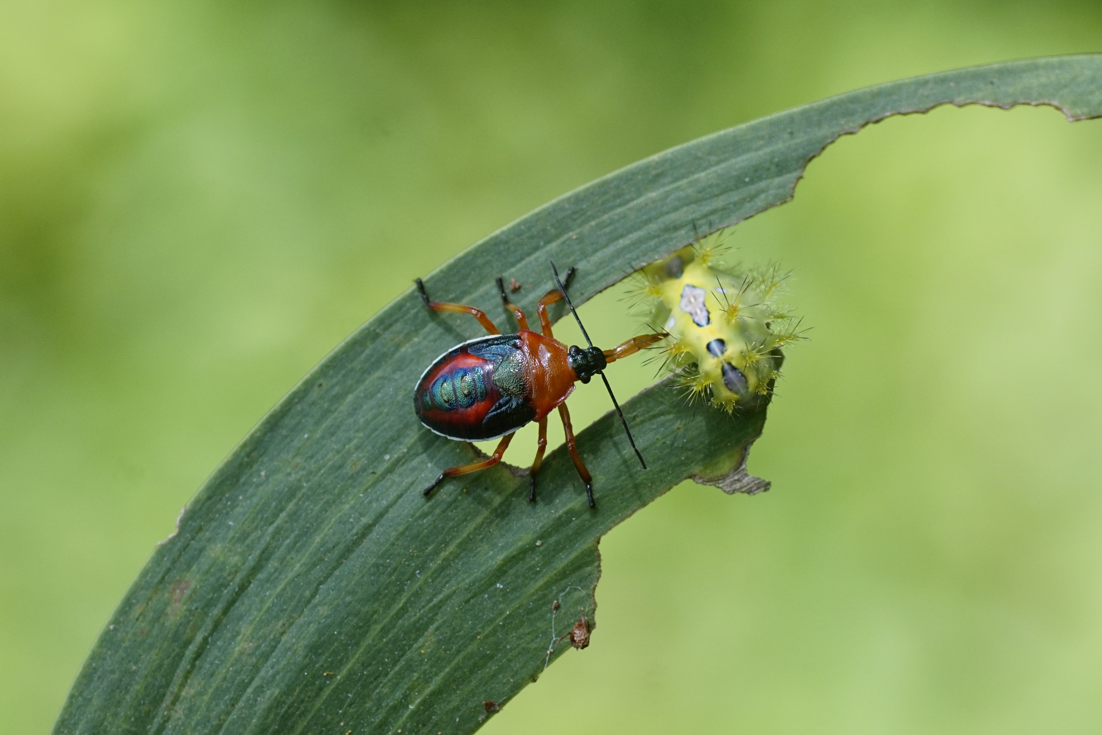 Pentatomidae nymph 2155