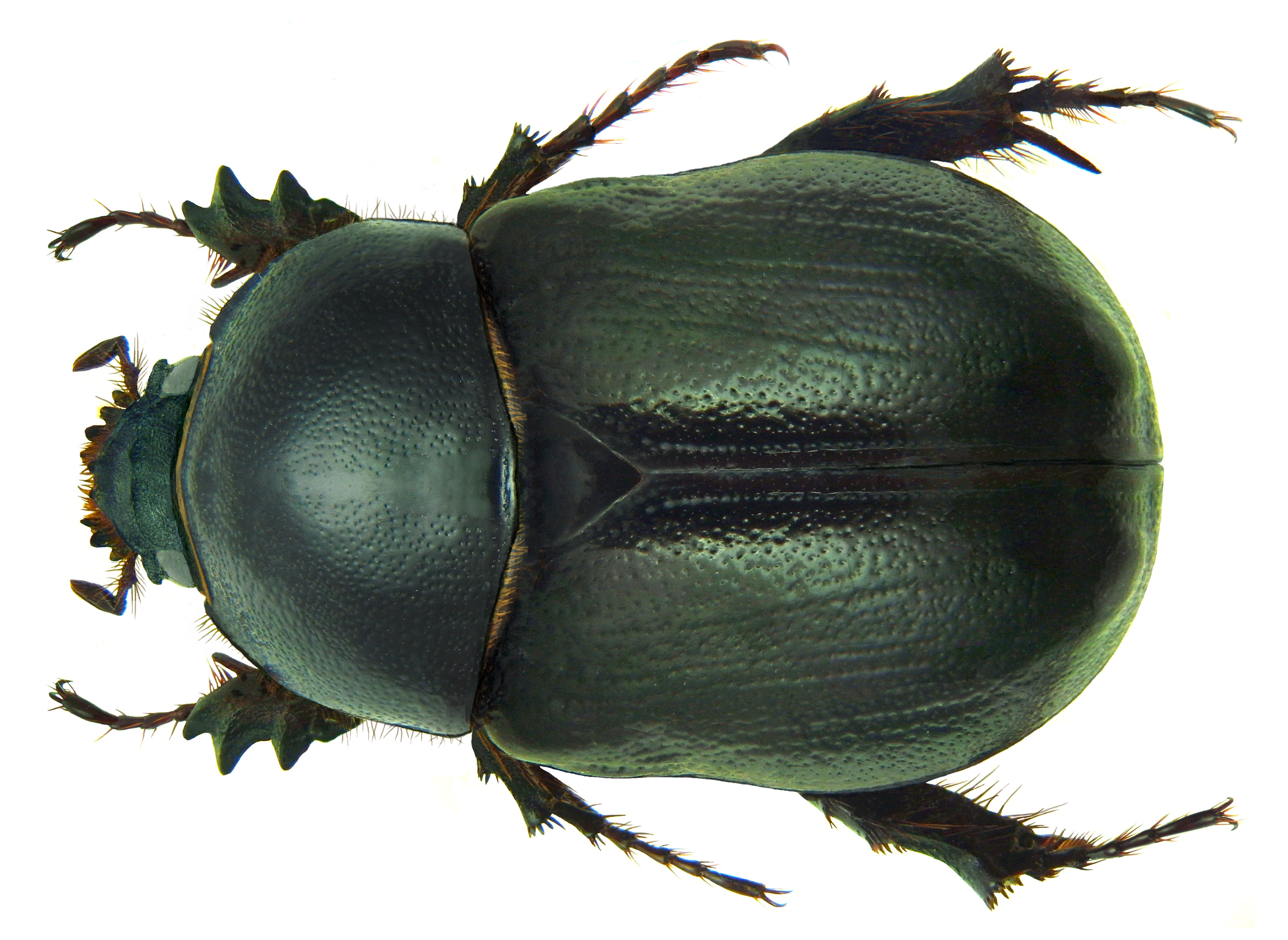 Pentodon bidens sulcifrons