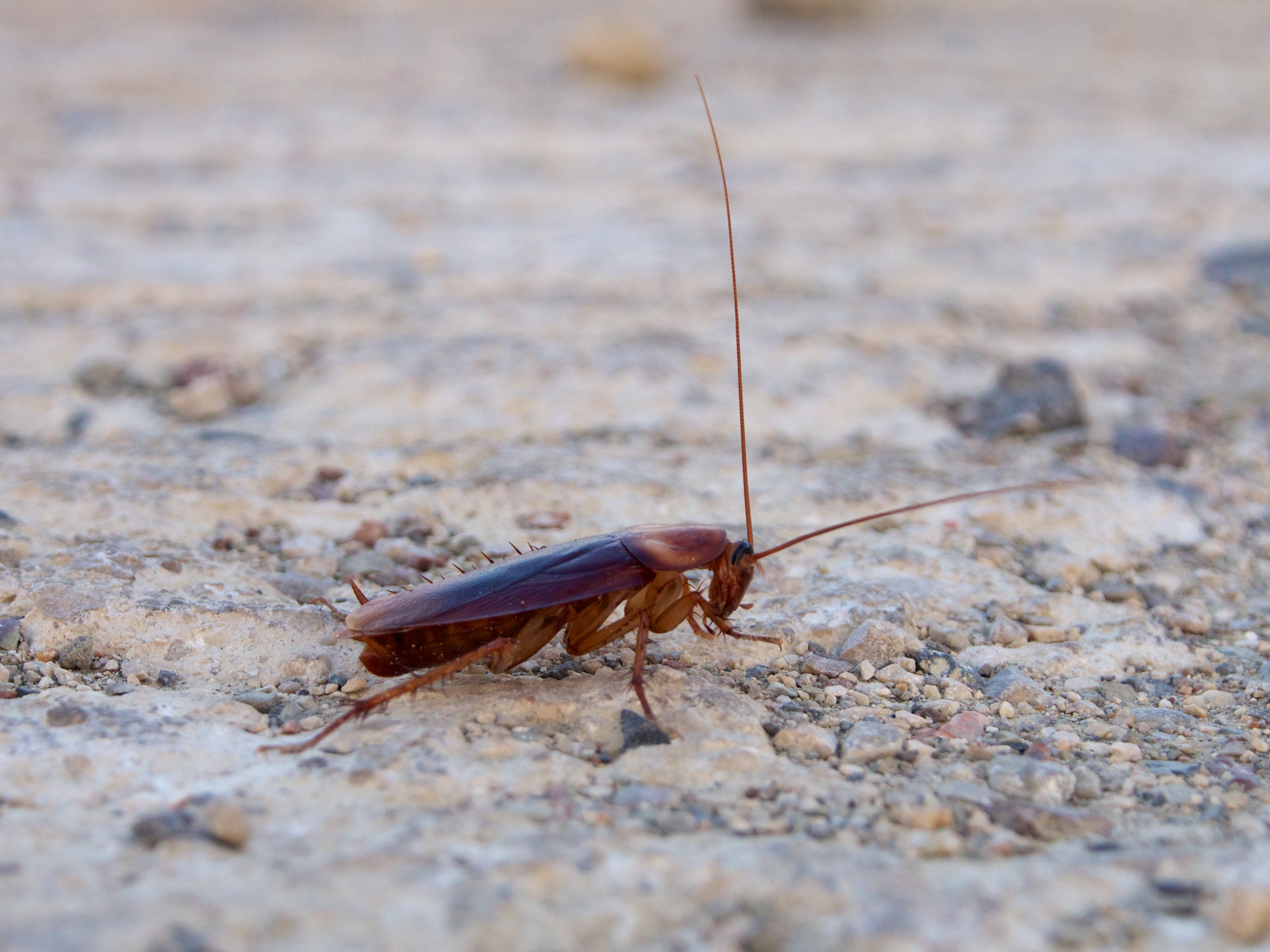 Periplaneta americana 2013