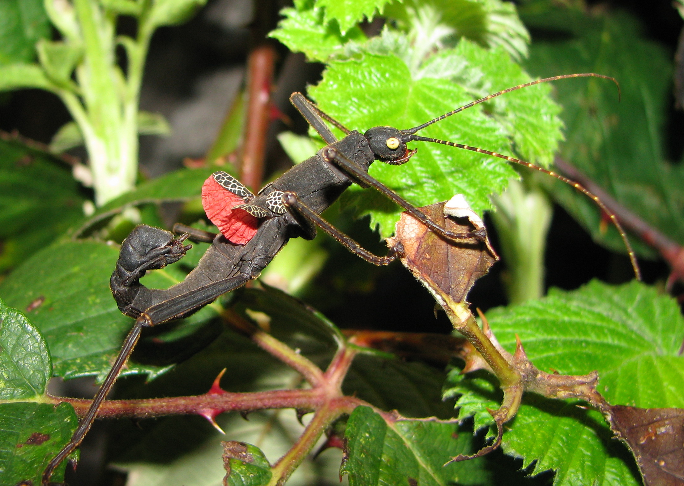 Peruphasma schultei - threaten male