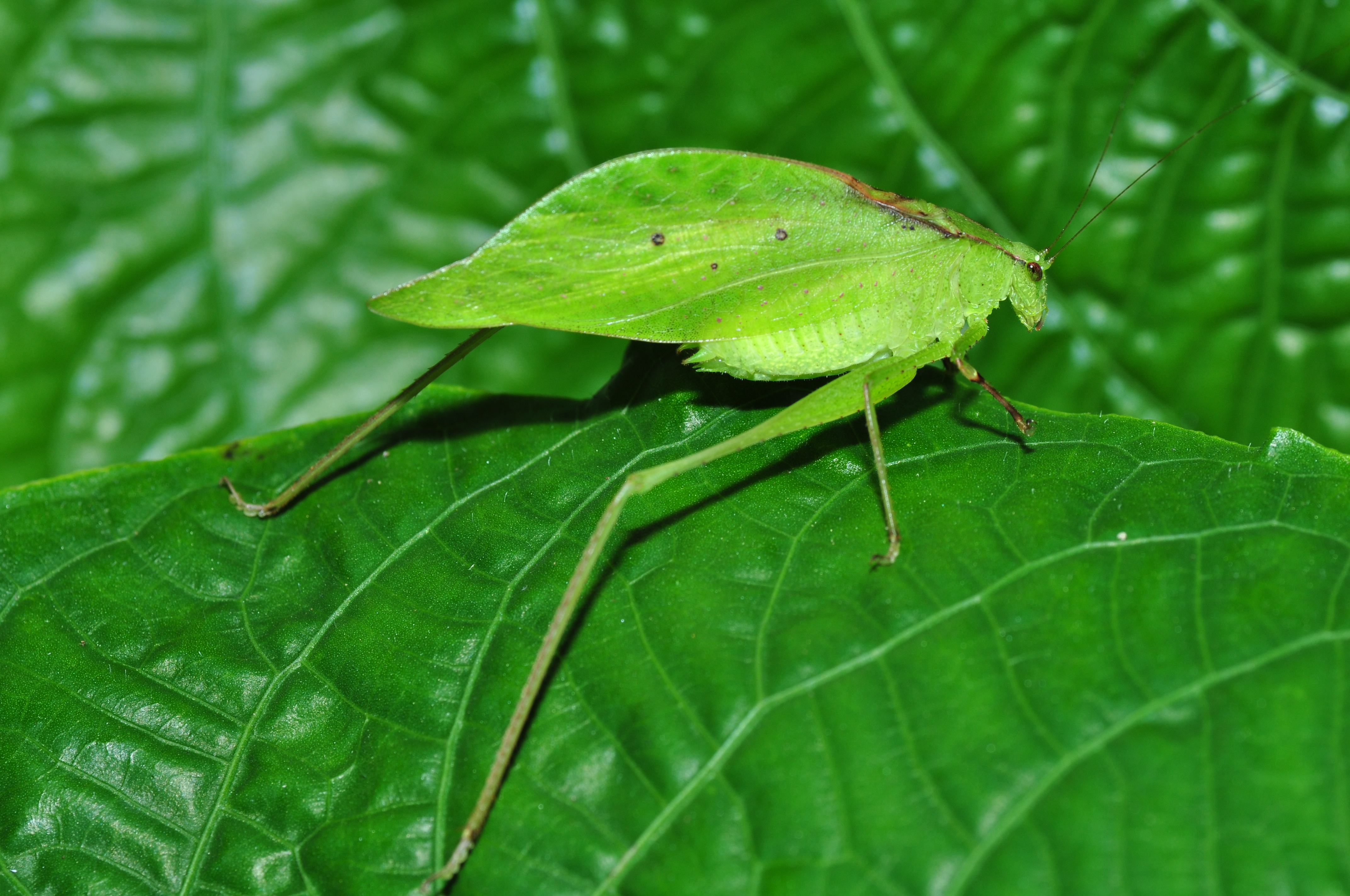 Phaneropterinae sp. (9617937202)