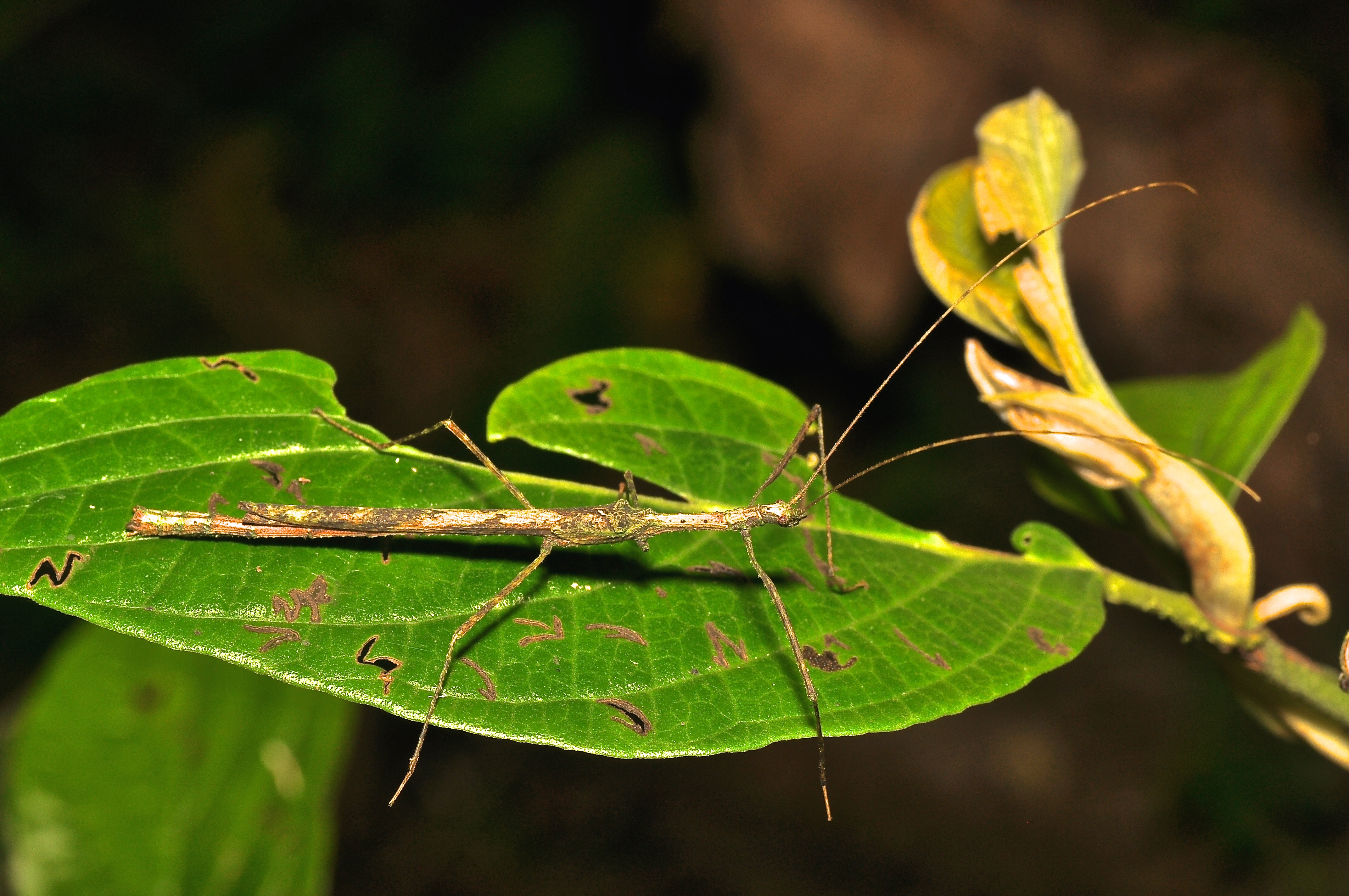 Phasmatodea (16001849335)