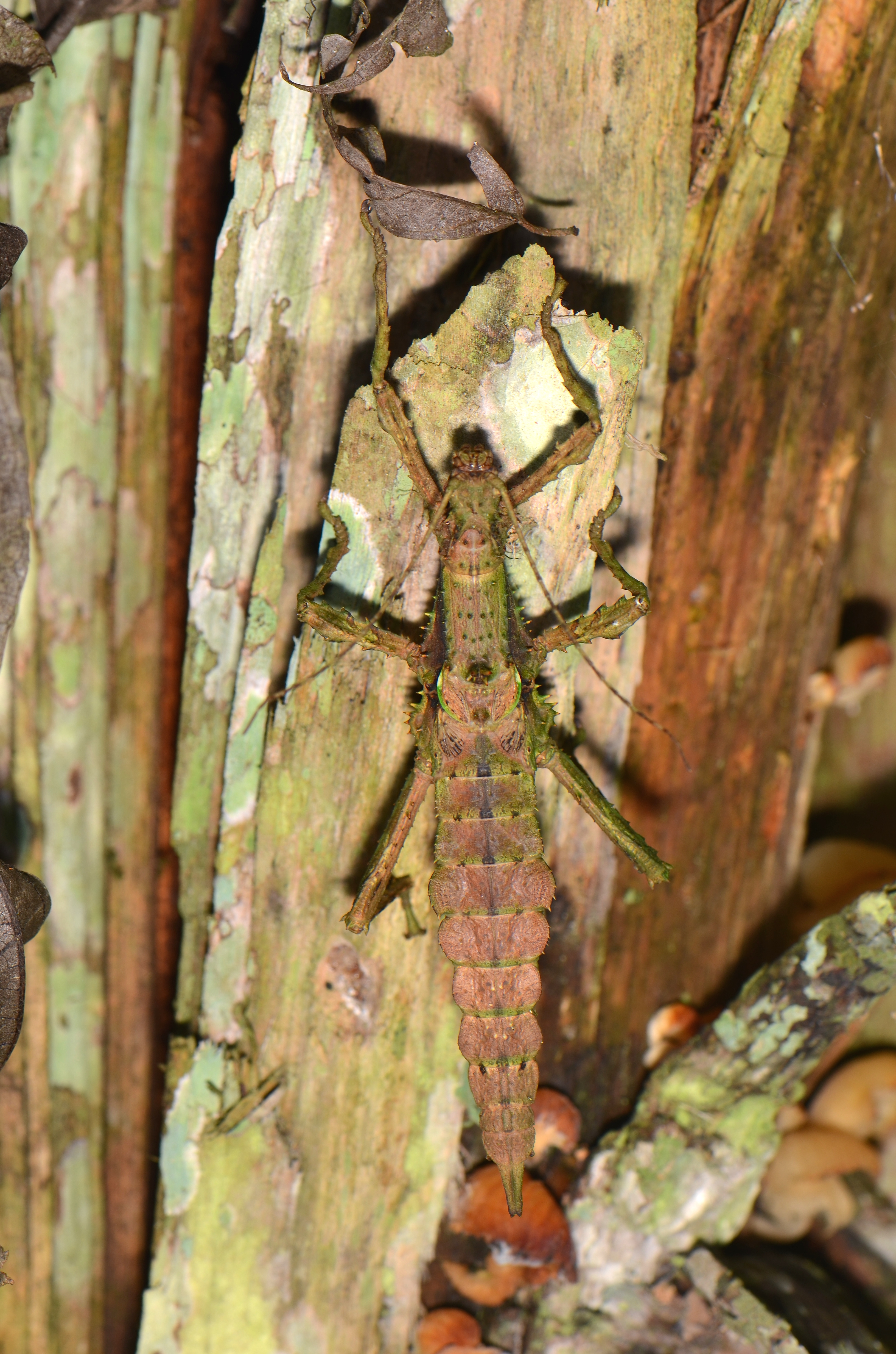 Phasmatodea (24621949533)
