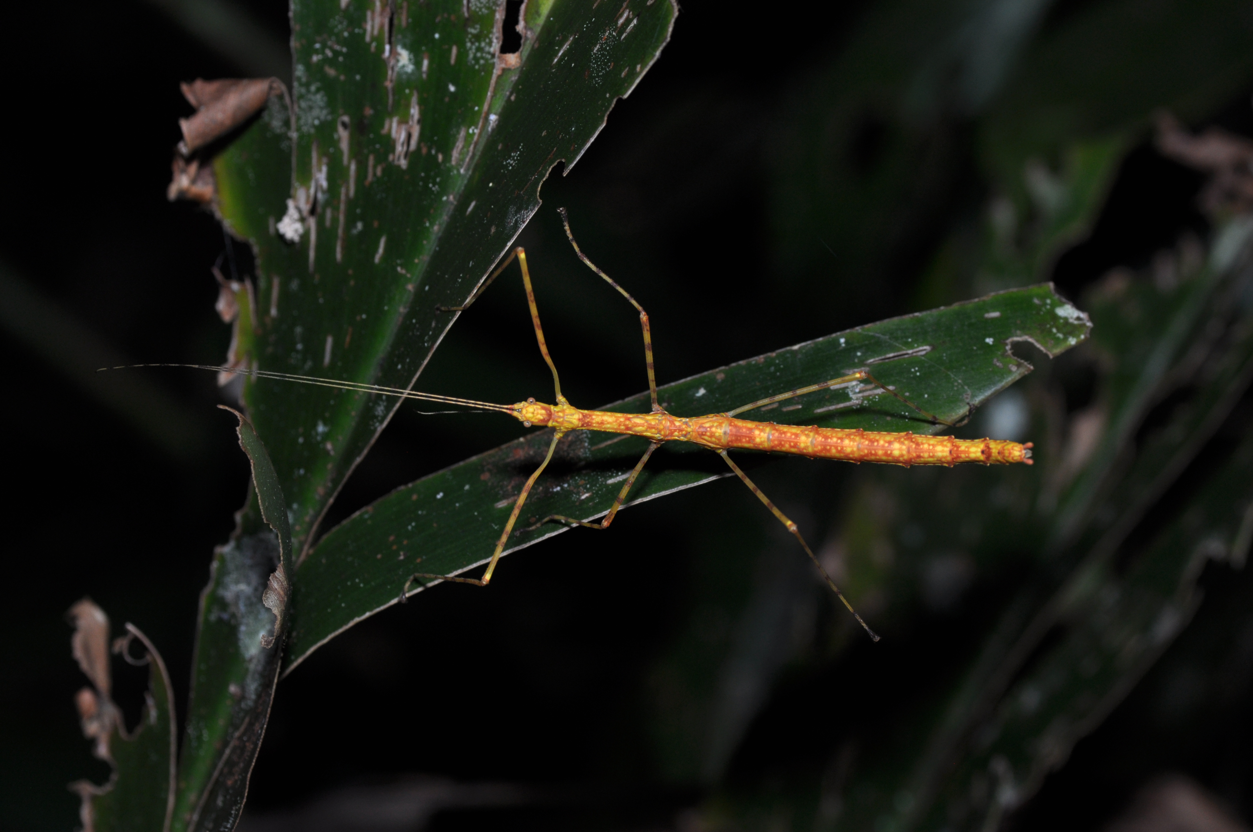 Phasmatodea (36784087992)