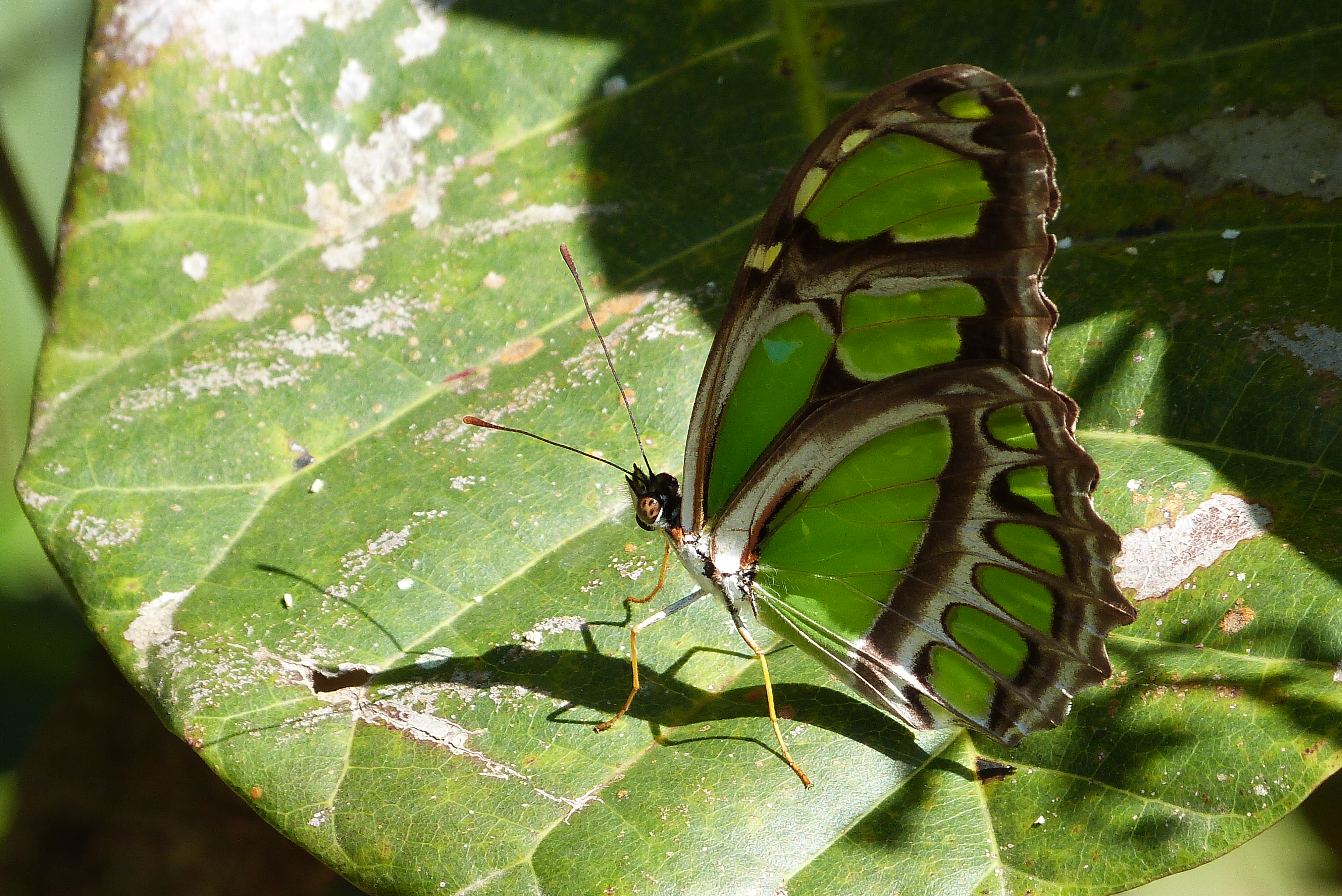 Philaethria wernickei