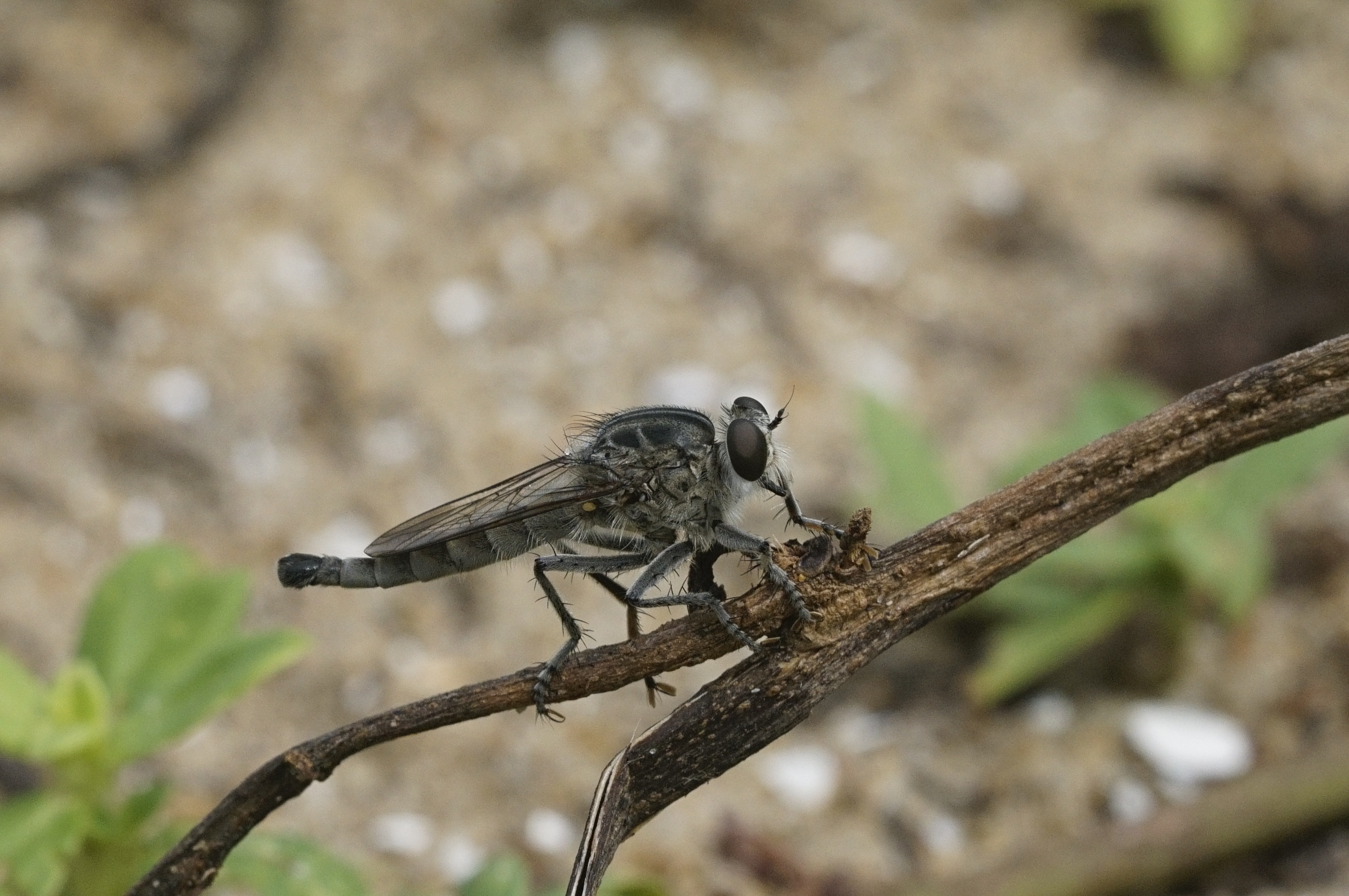 Philodicus sp 5861