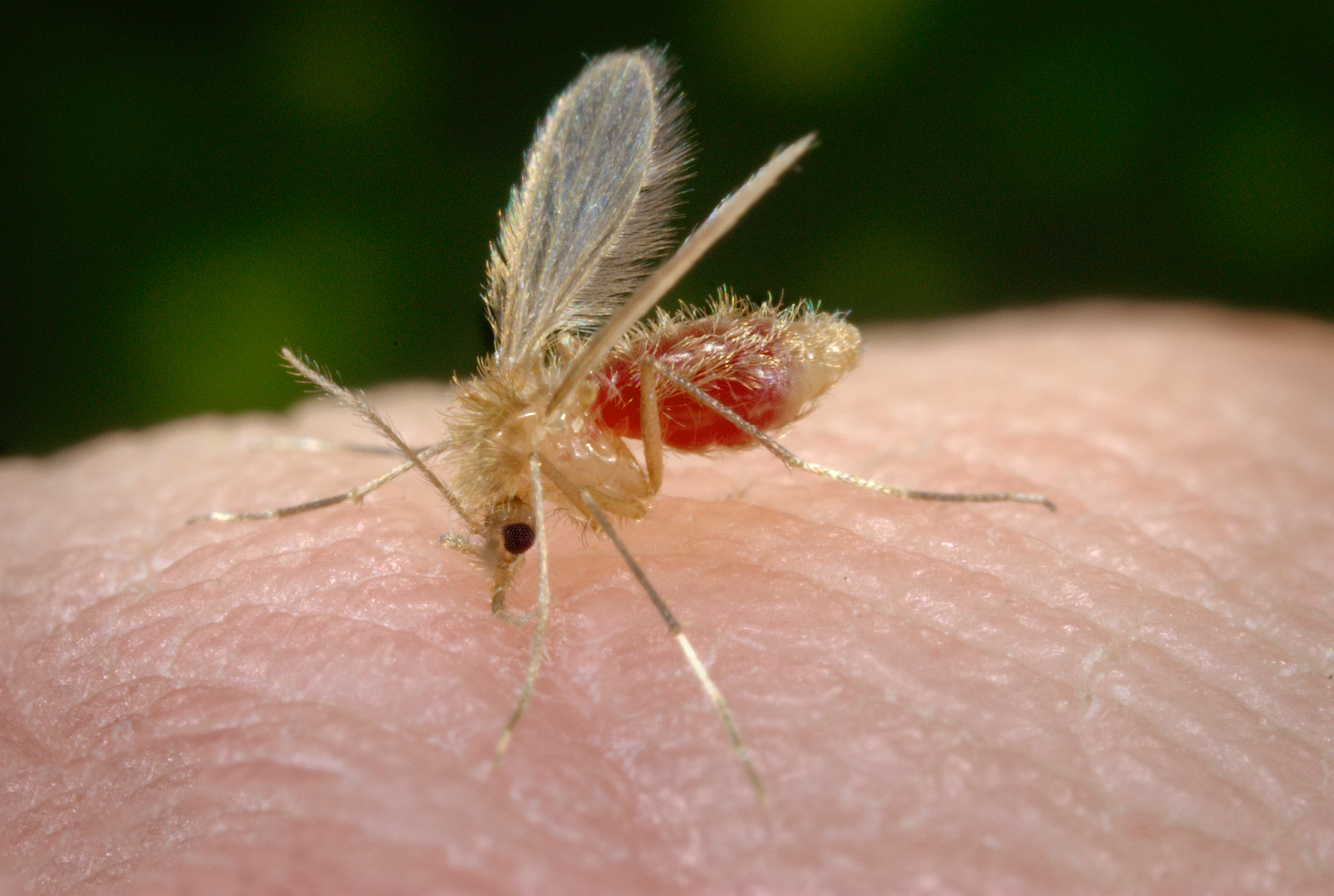Phlebotomus pappatasi bloodmeal begin