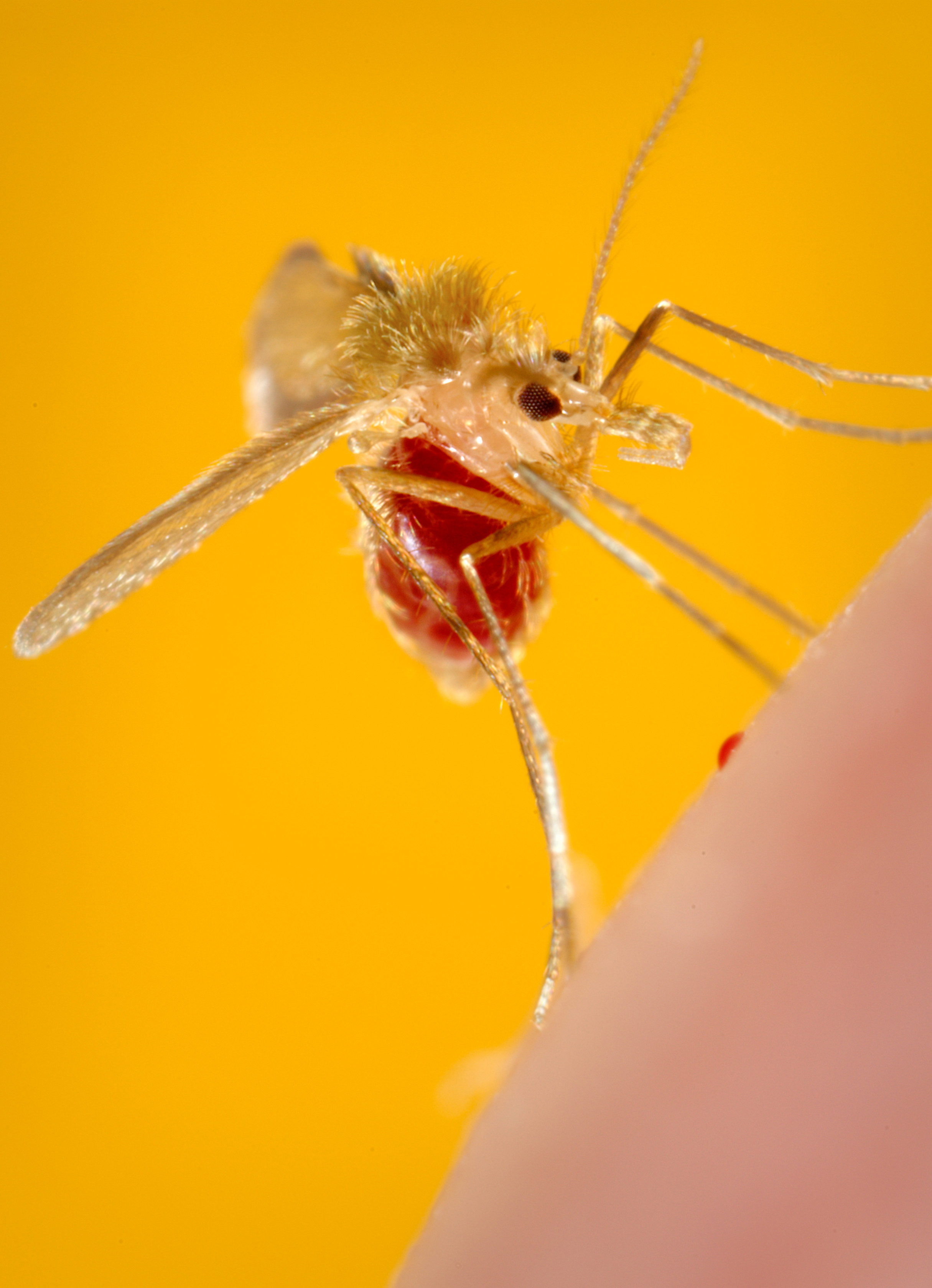 Phlebotomus pappatasi bloodmeal finished