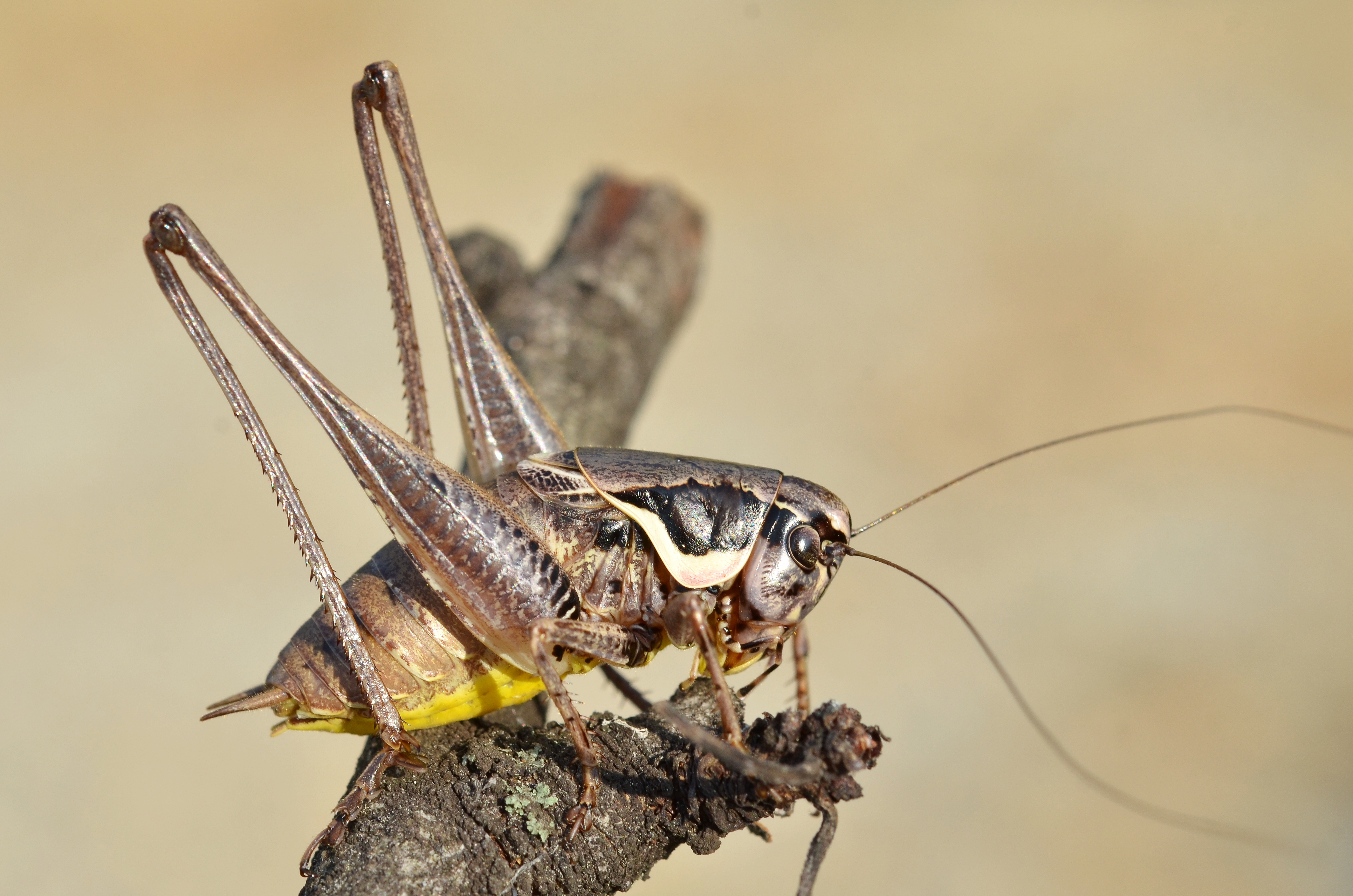Pholidoptera femorata male (9566322834)