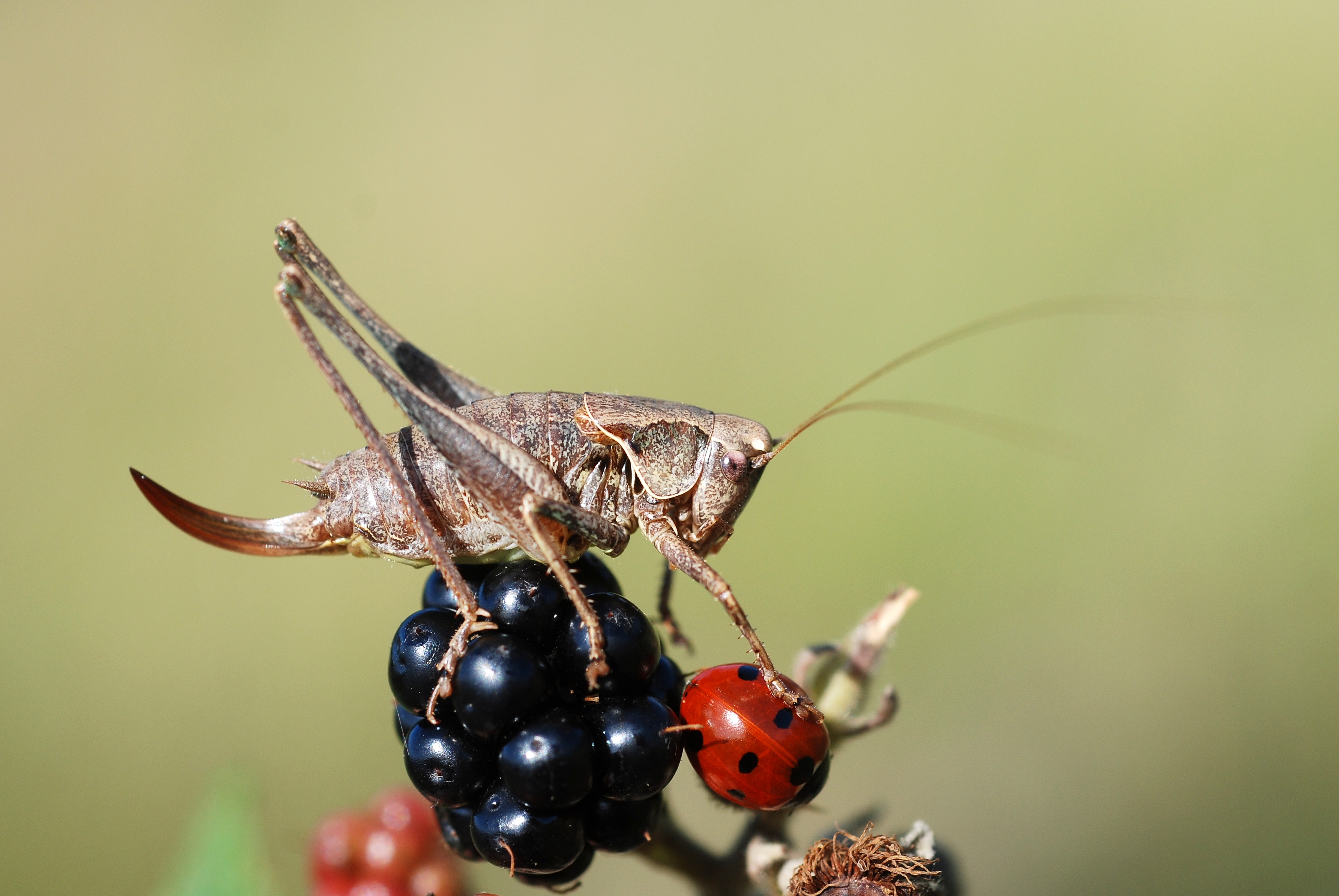 Pholidoptera griseoaptera female (5030829437)