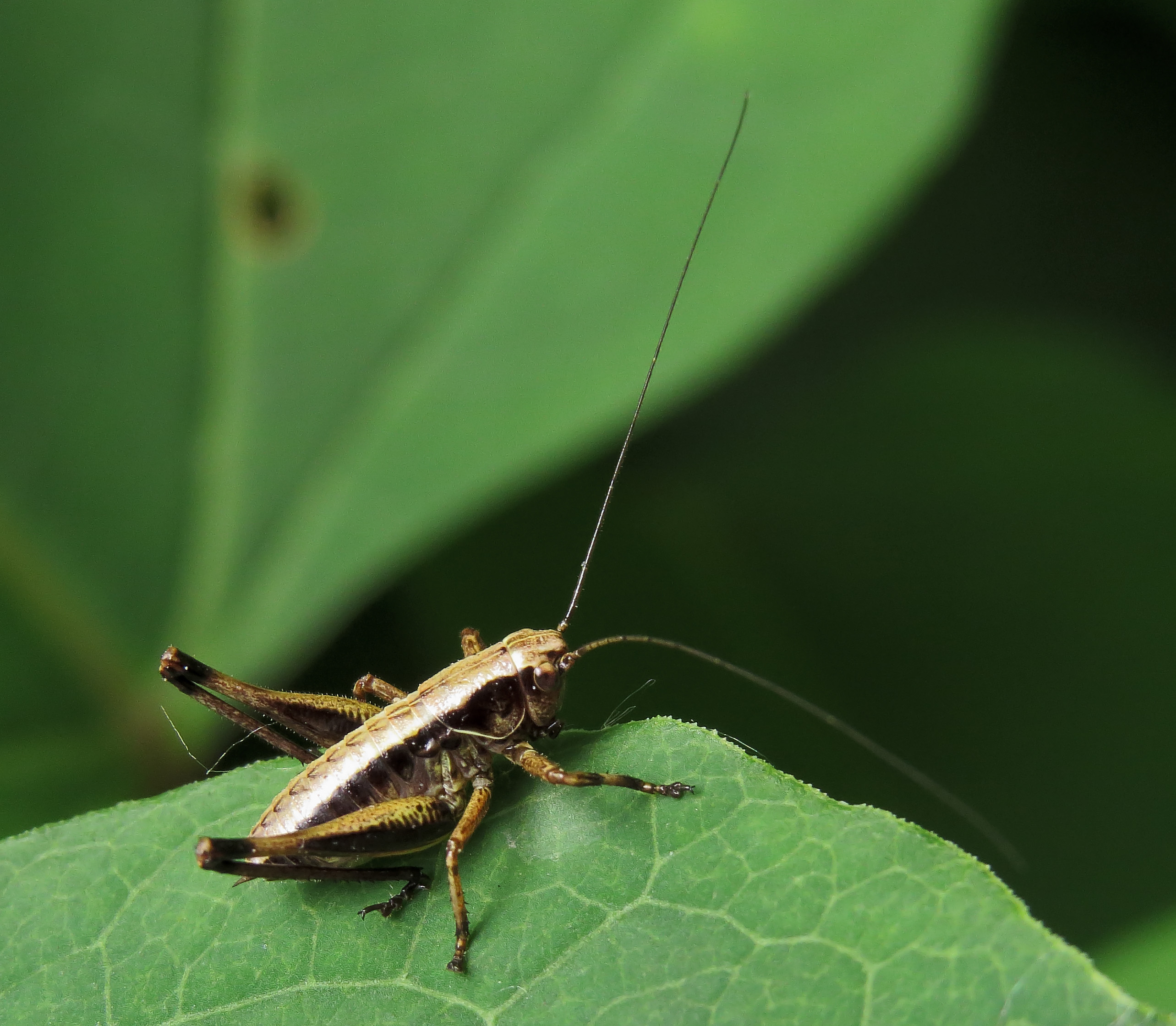 Pholidoptera Kiev1