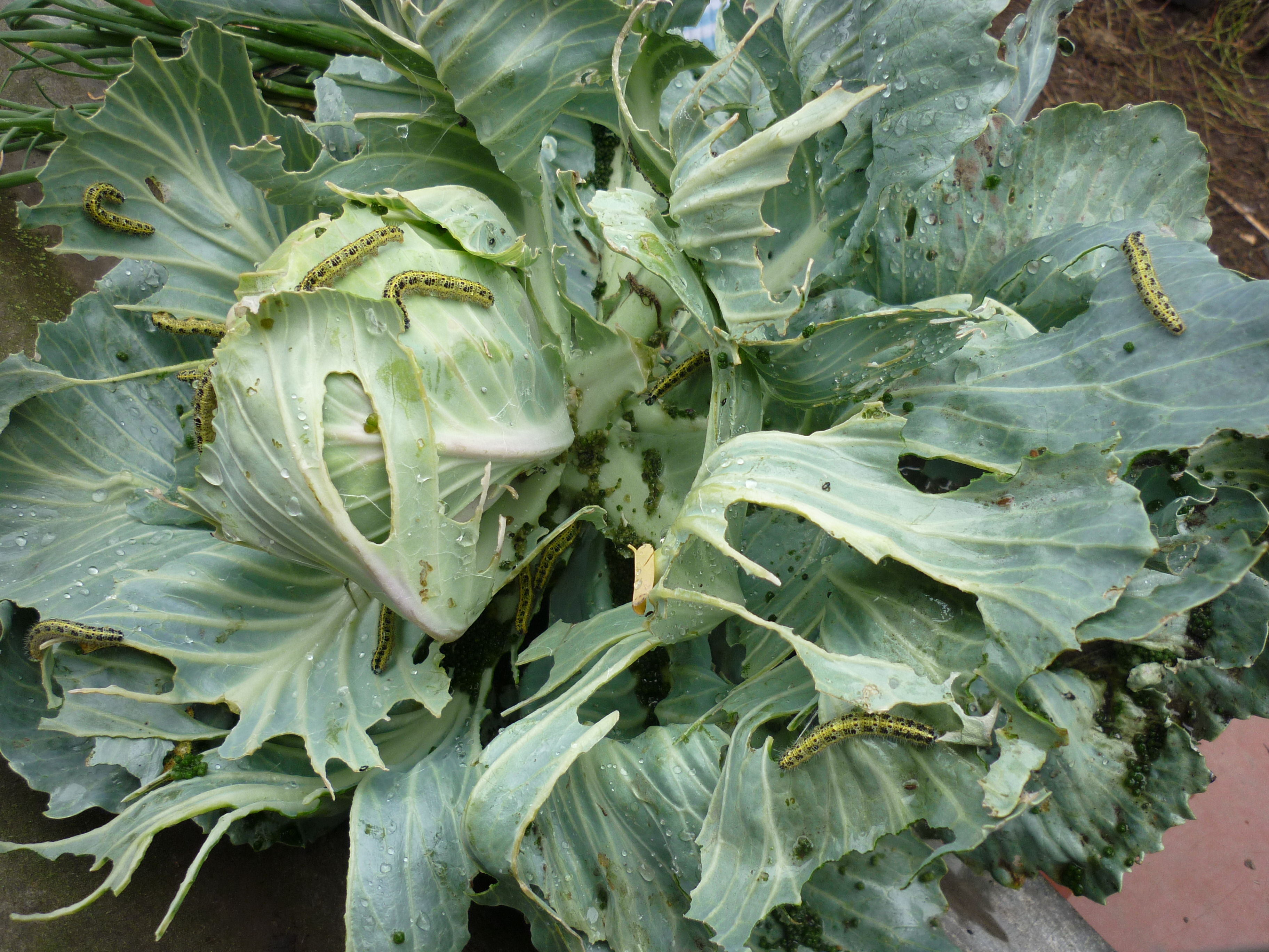 Pieris brassicae3