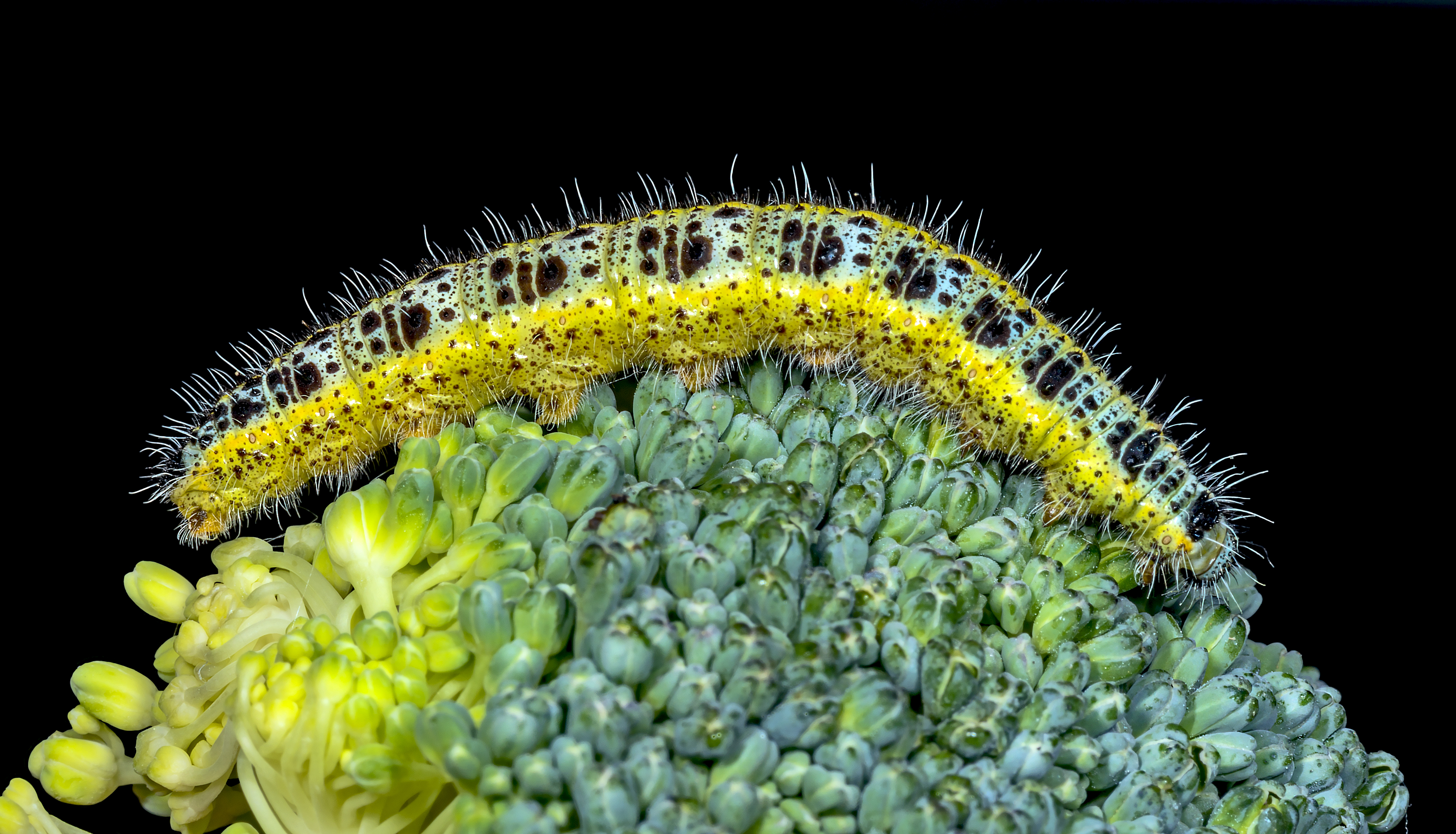 Pieris brassicae (caterpillar)