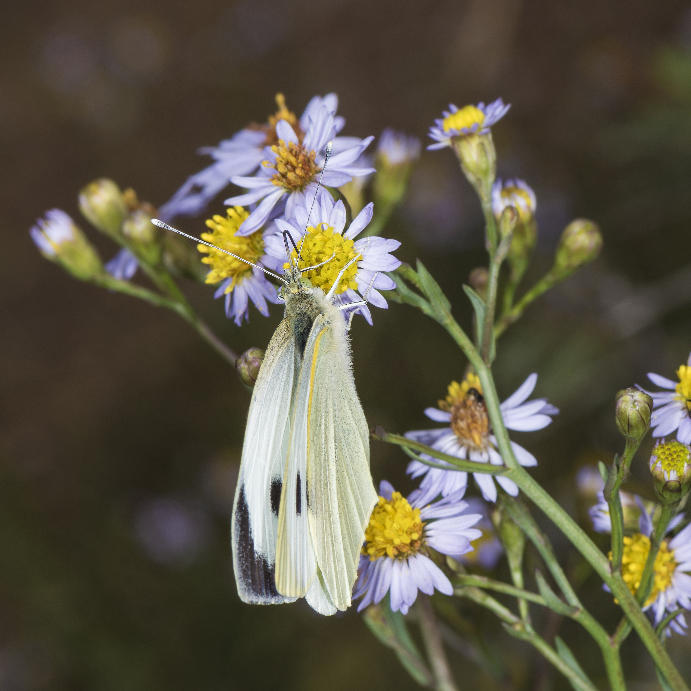 Pieris brassicae, Vic-la-Gardiole 02