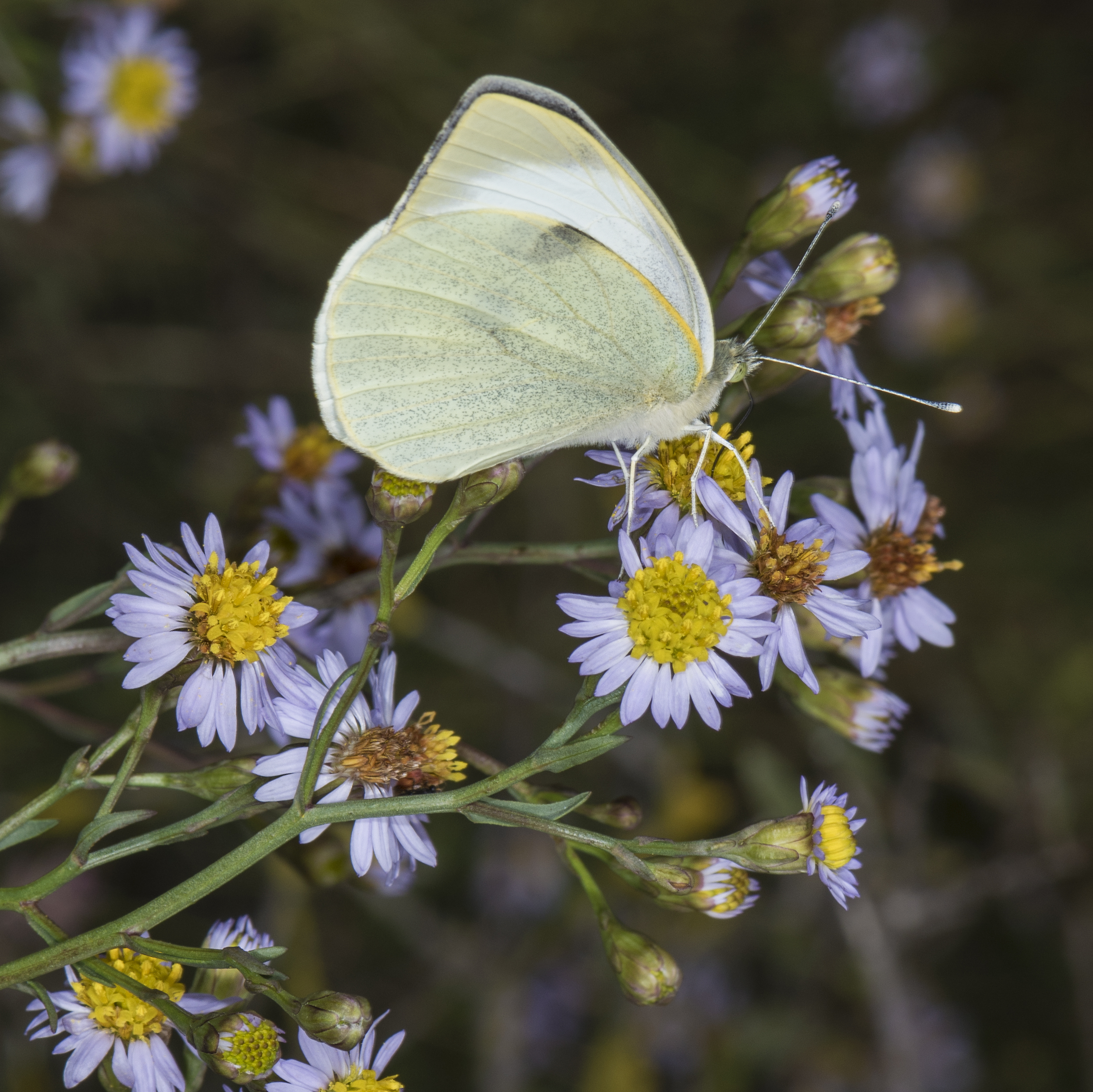 Pieris brassicae, Vic-la-Gardiole 04