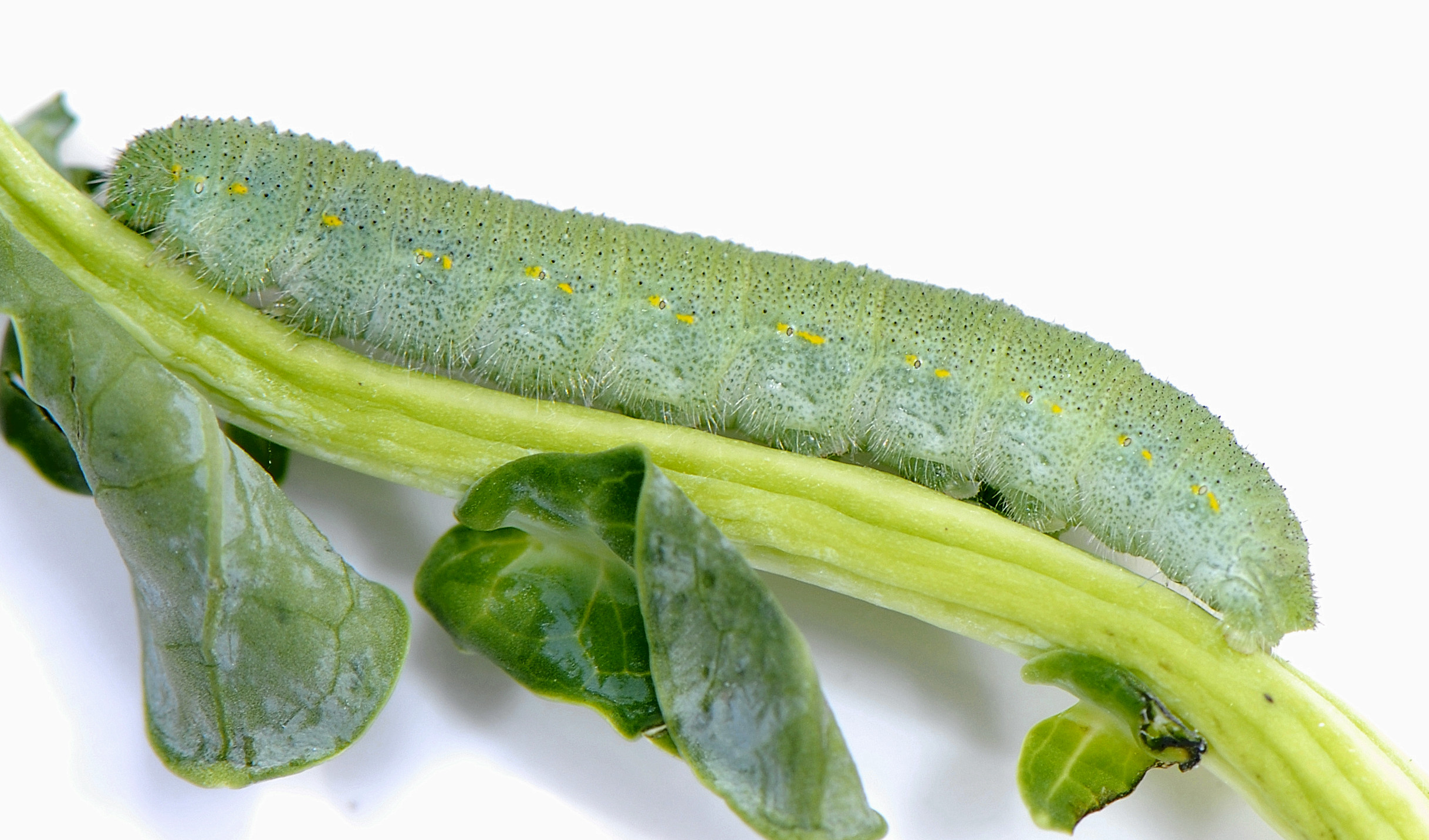 Pieris rapae caterpillar 1