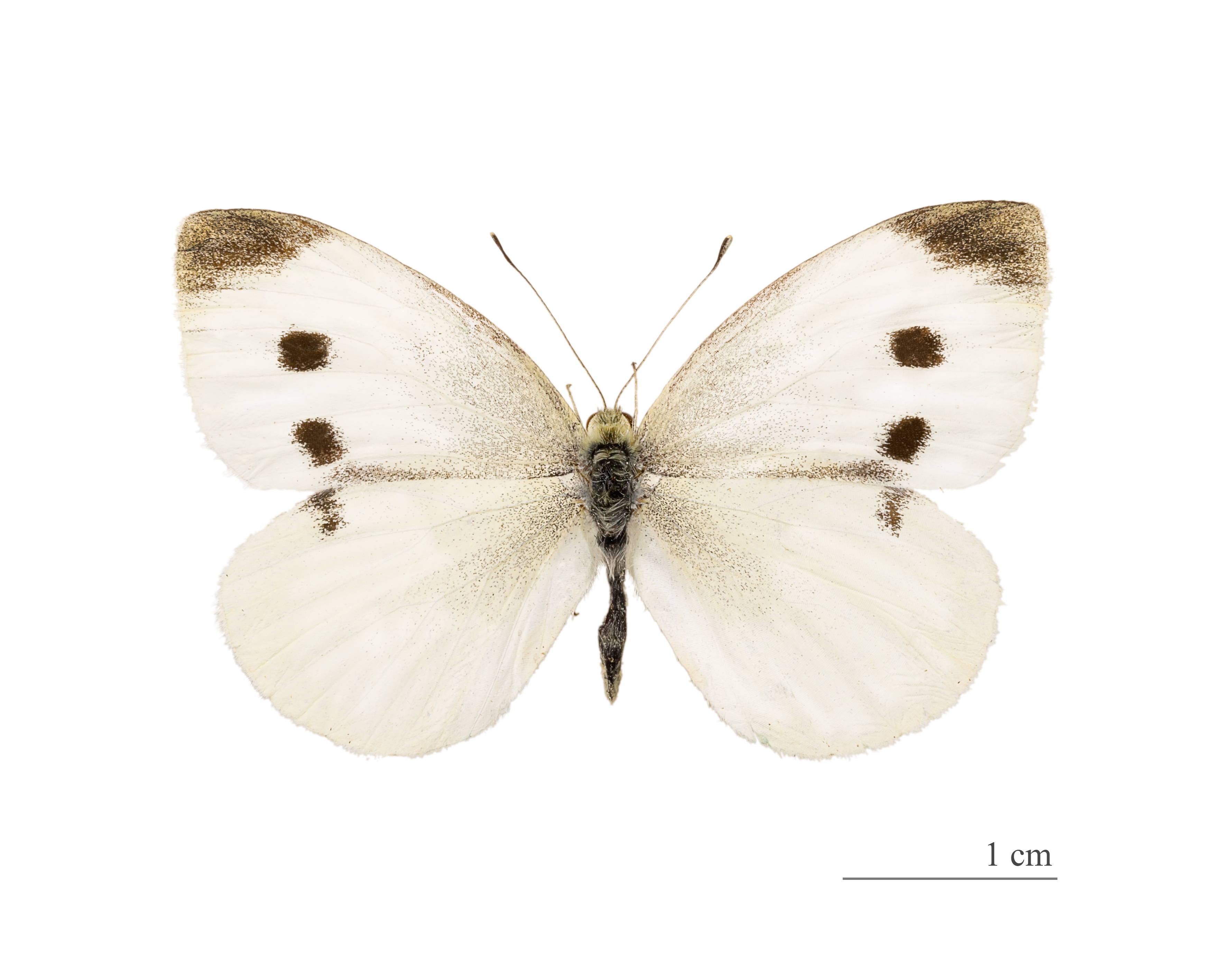 Pieris rapae MHNT dos