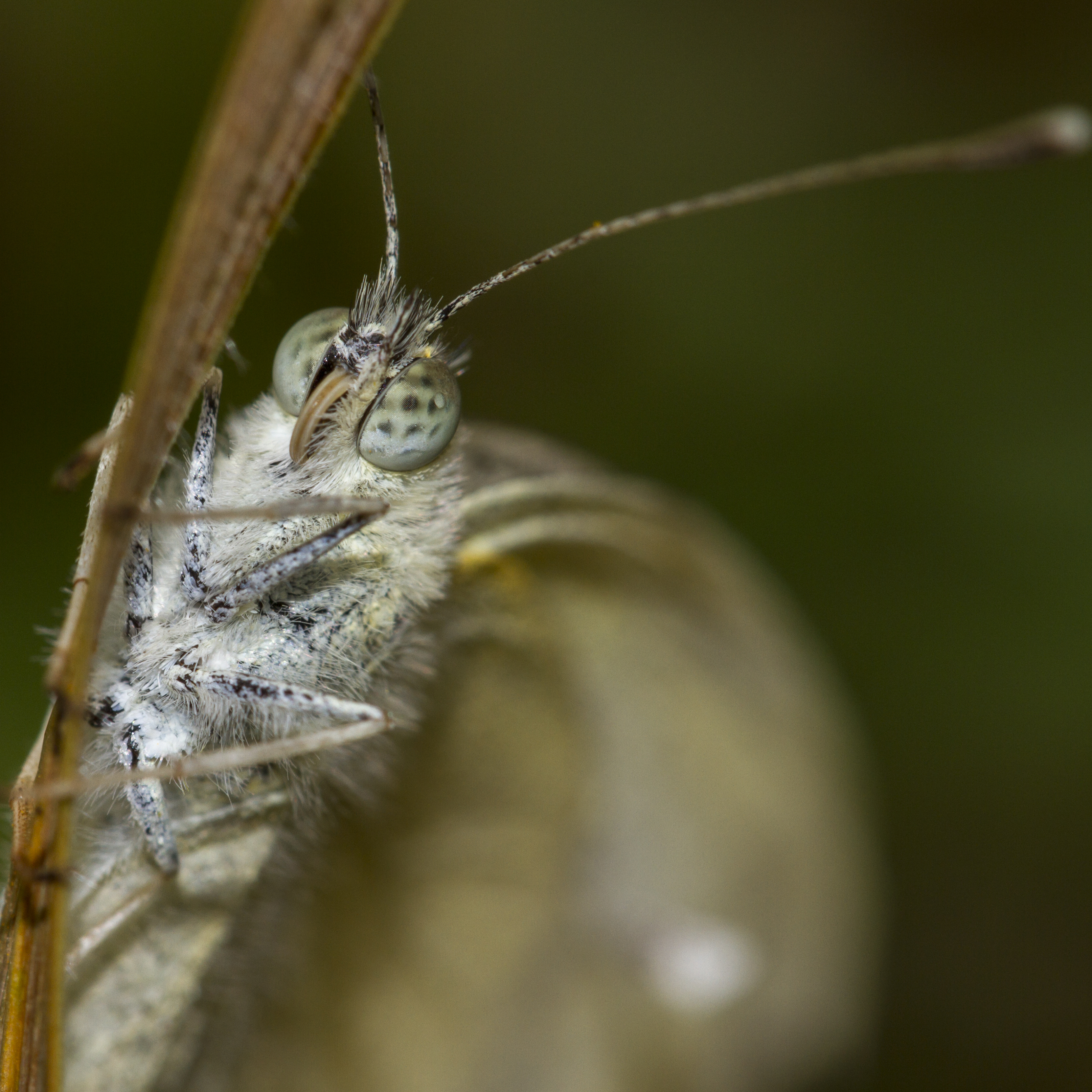 Pieris rapae Portrait (36209455211)