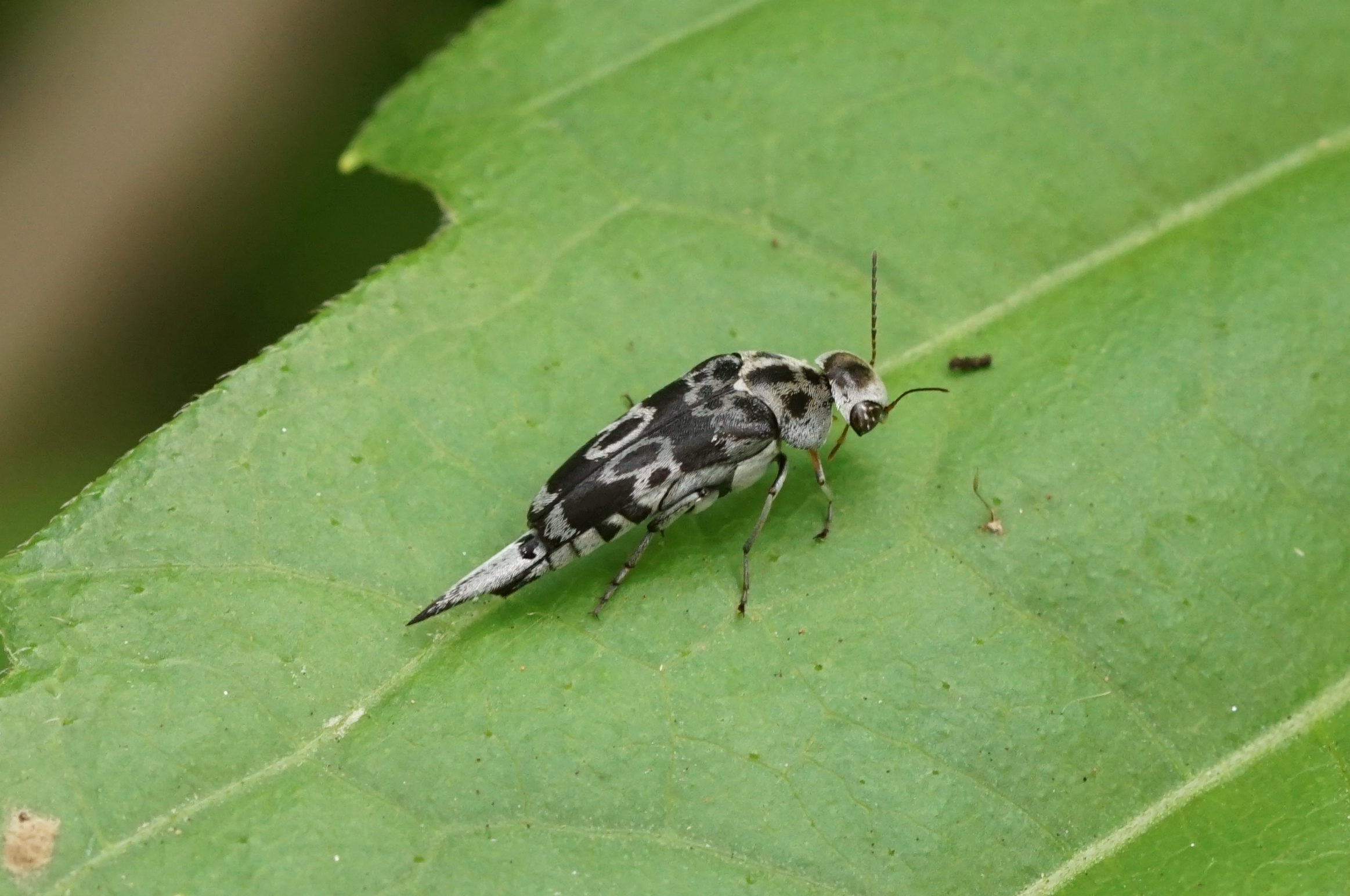 Pintail beetle03756