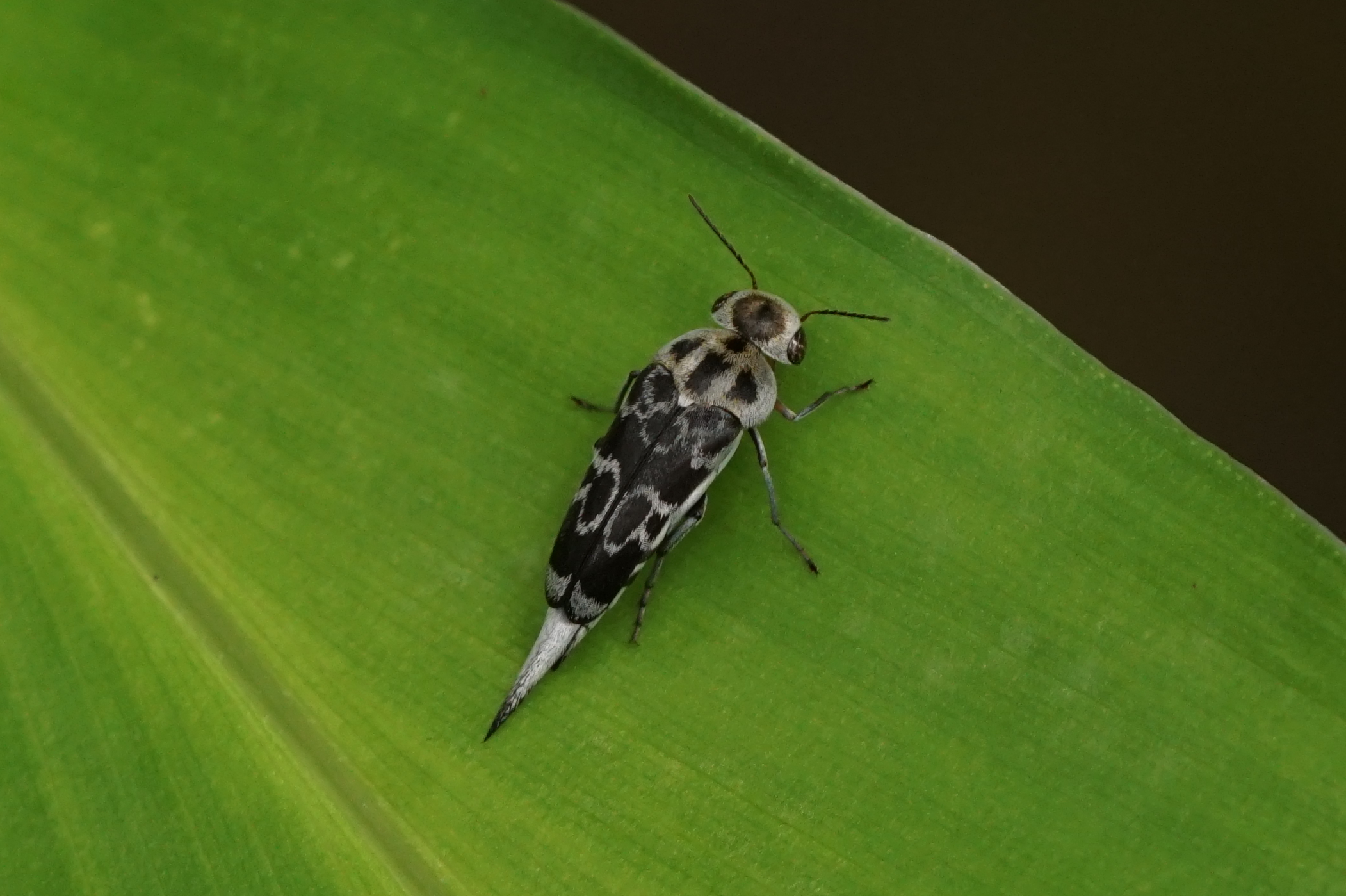 Pintail beetle 08596