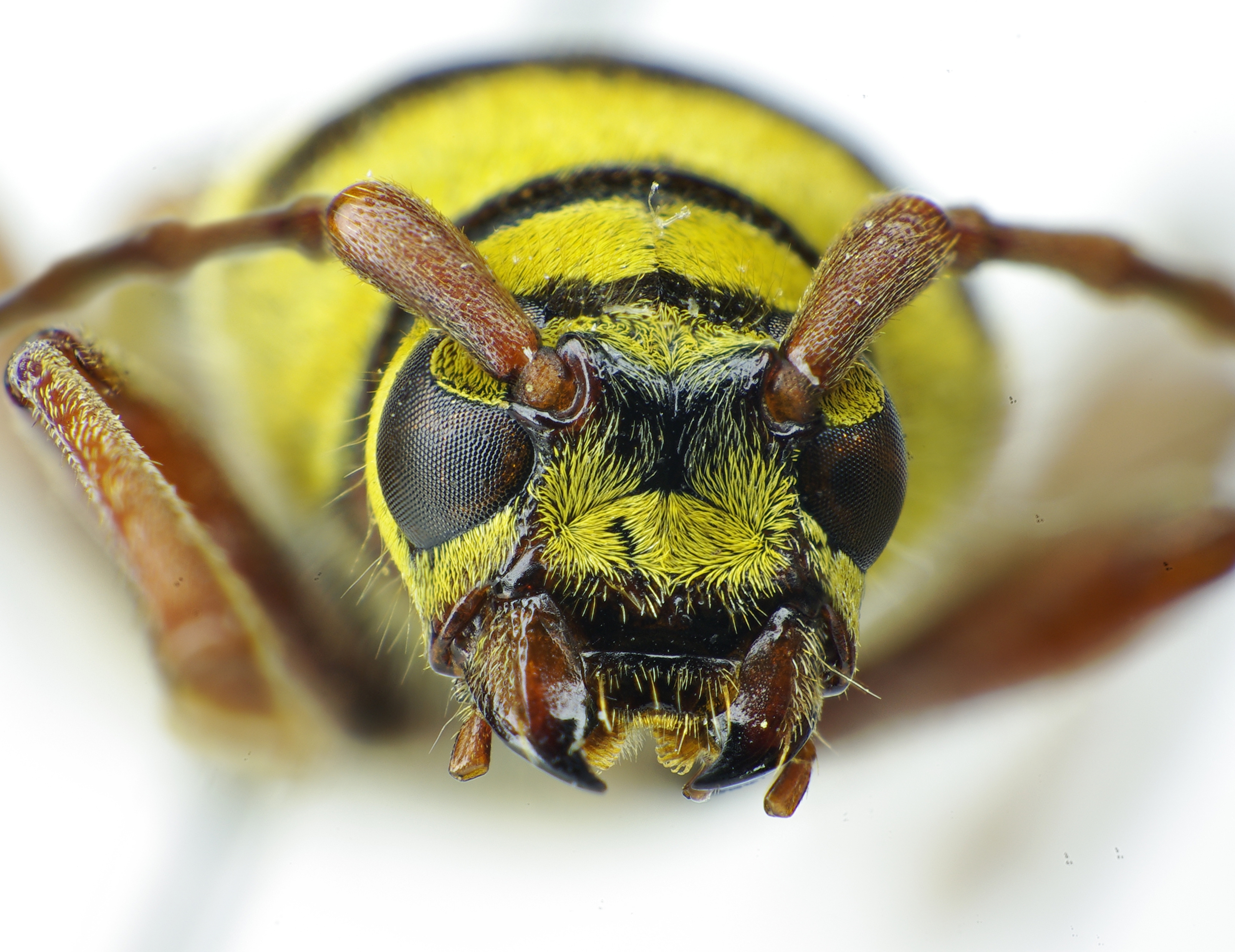 Plagionotus detritus front