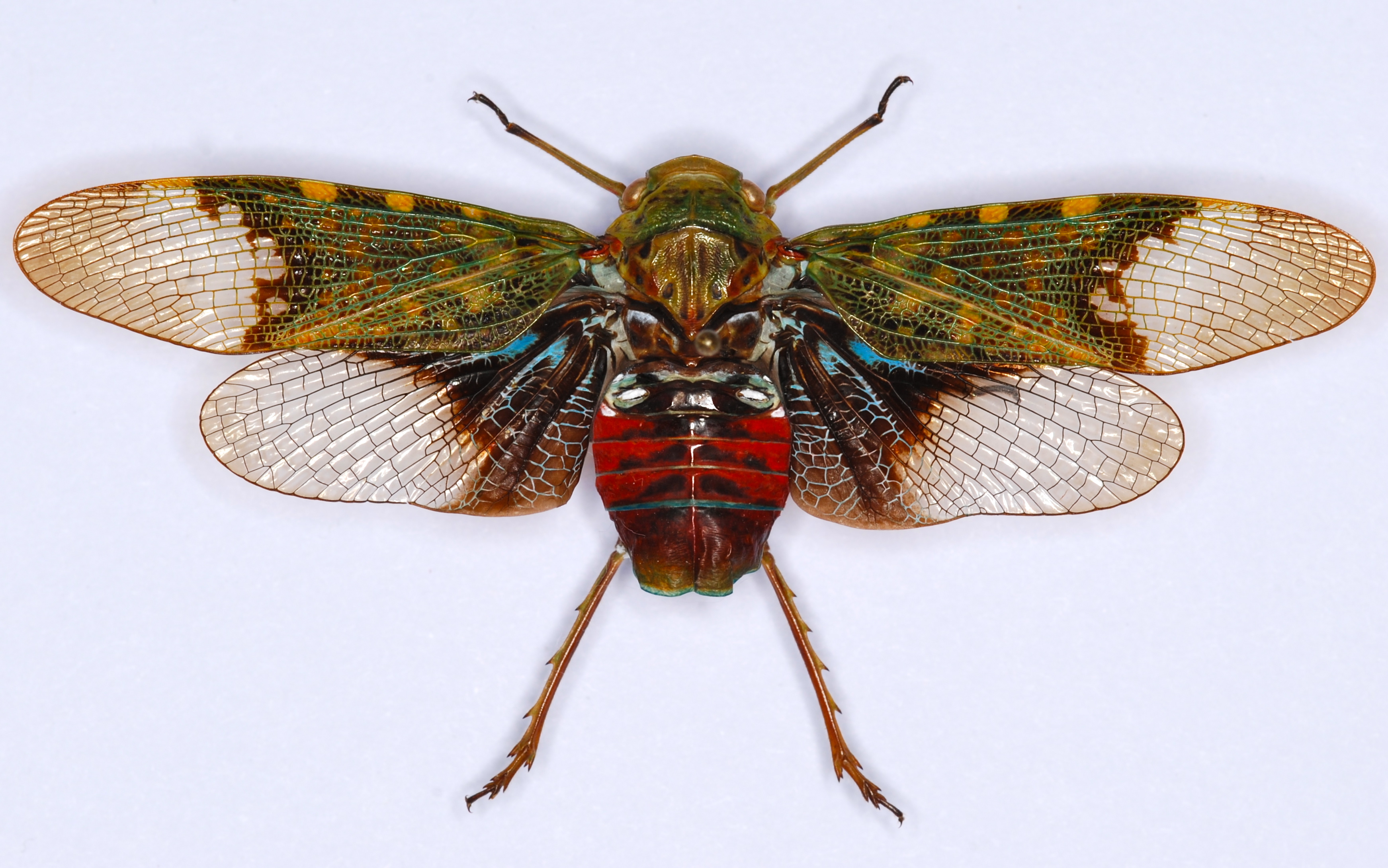Plant Hopper (Scaralis nigronotata) (8568142345)