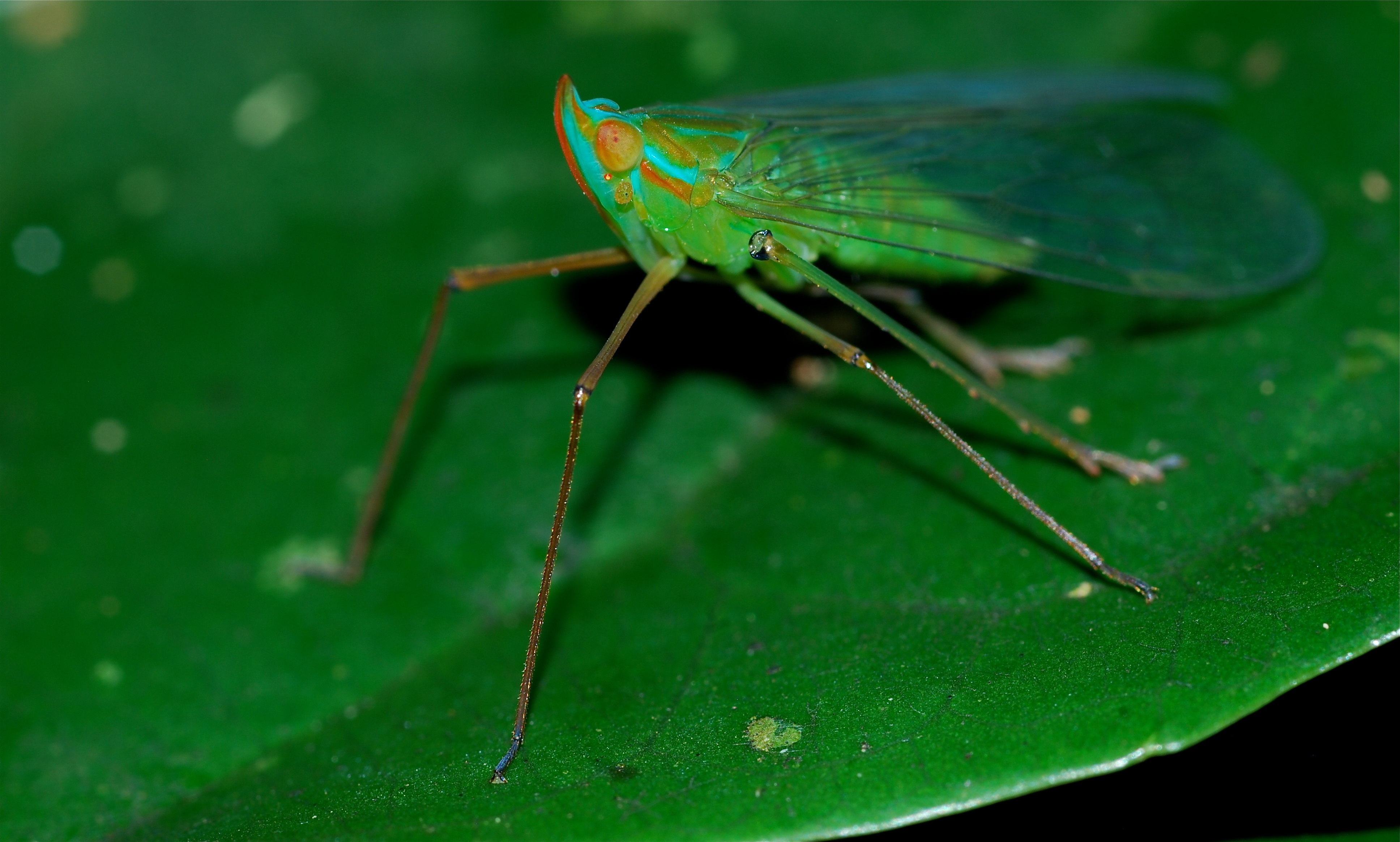 Planthopper (Centromeria viridistigma) (8726478160)
