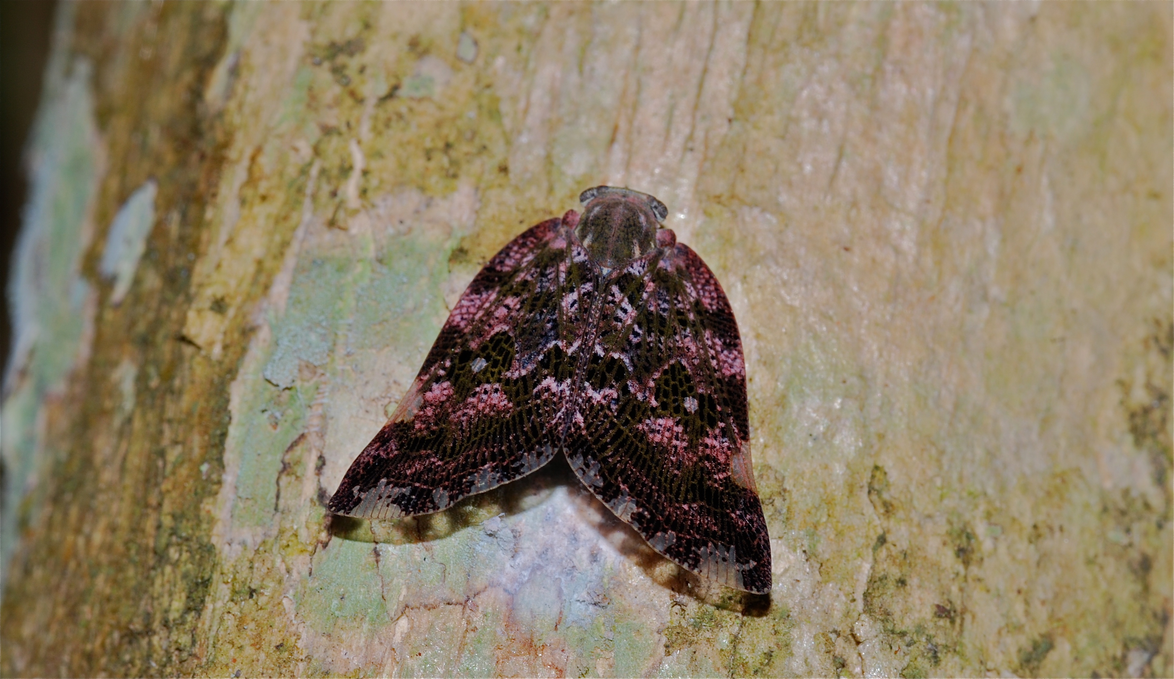 Planthopper (Ricaniidae) (8725593689)