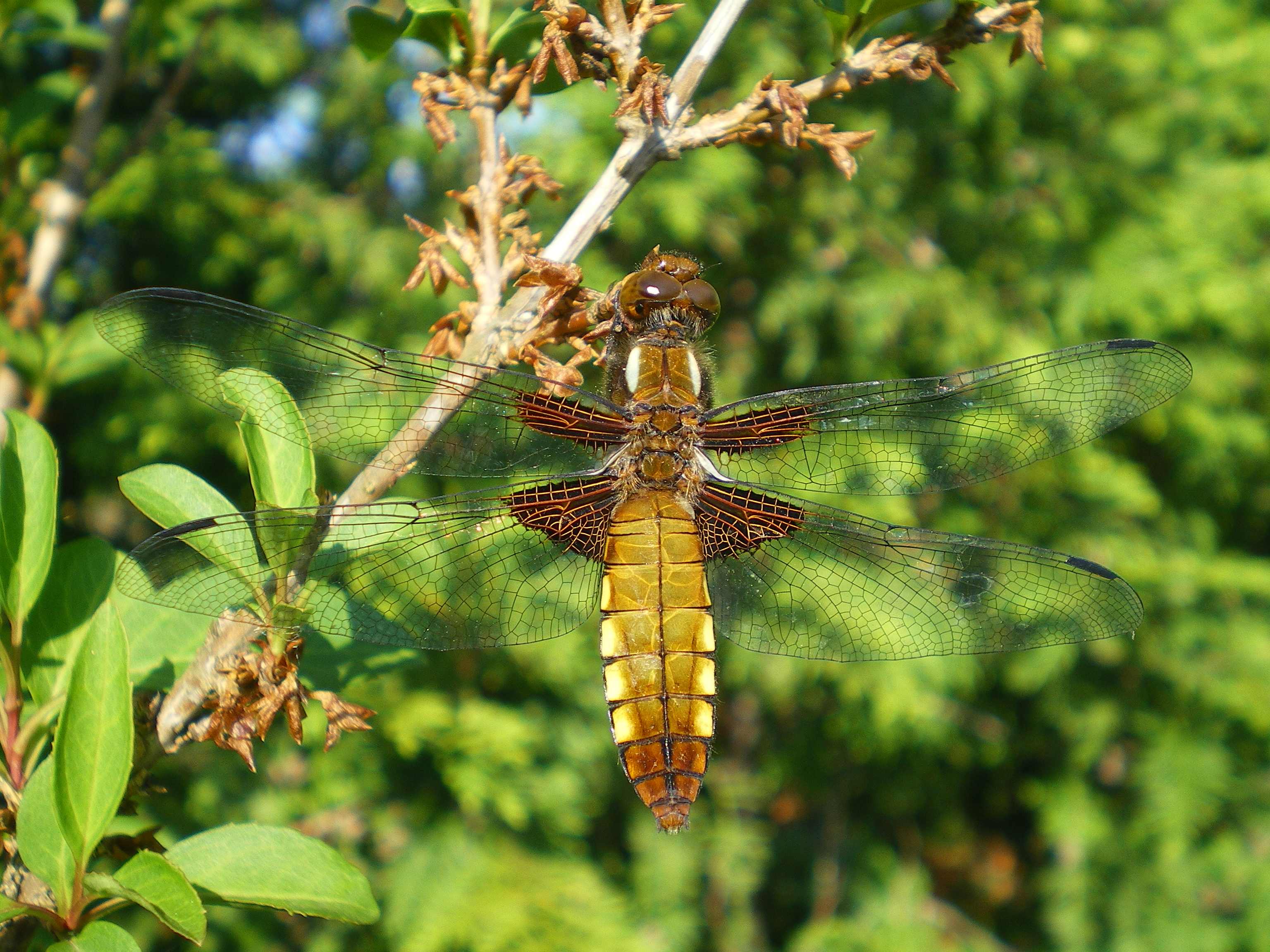 Plattbauch (Libellula depressa)