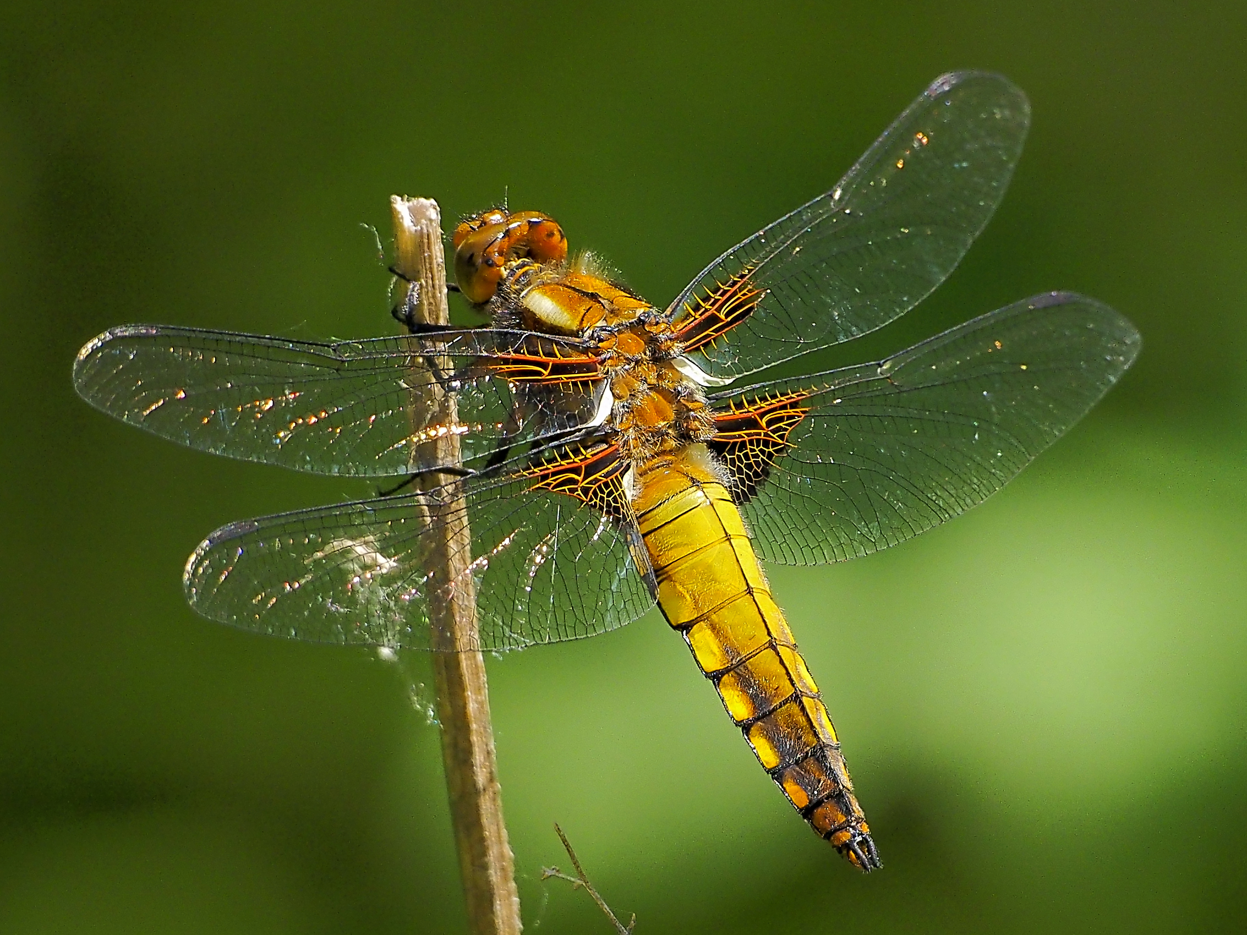 Plattbauch Libellula depressa female 160510-0454 TegelFlies SOOCx1