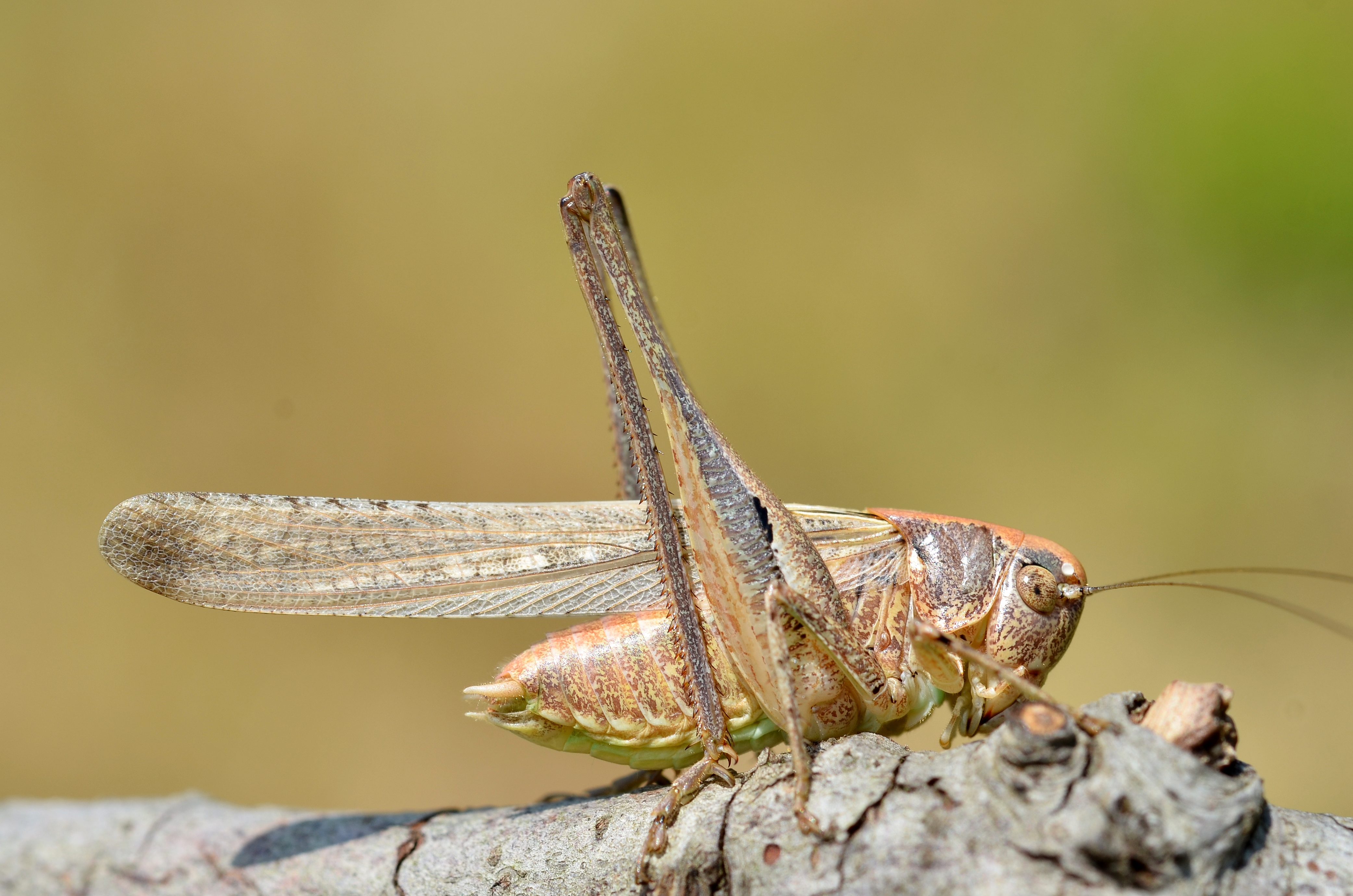 Platycleis intermedia male (9566304870)