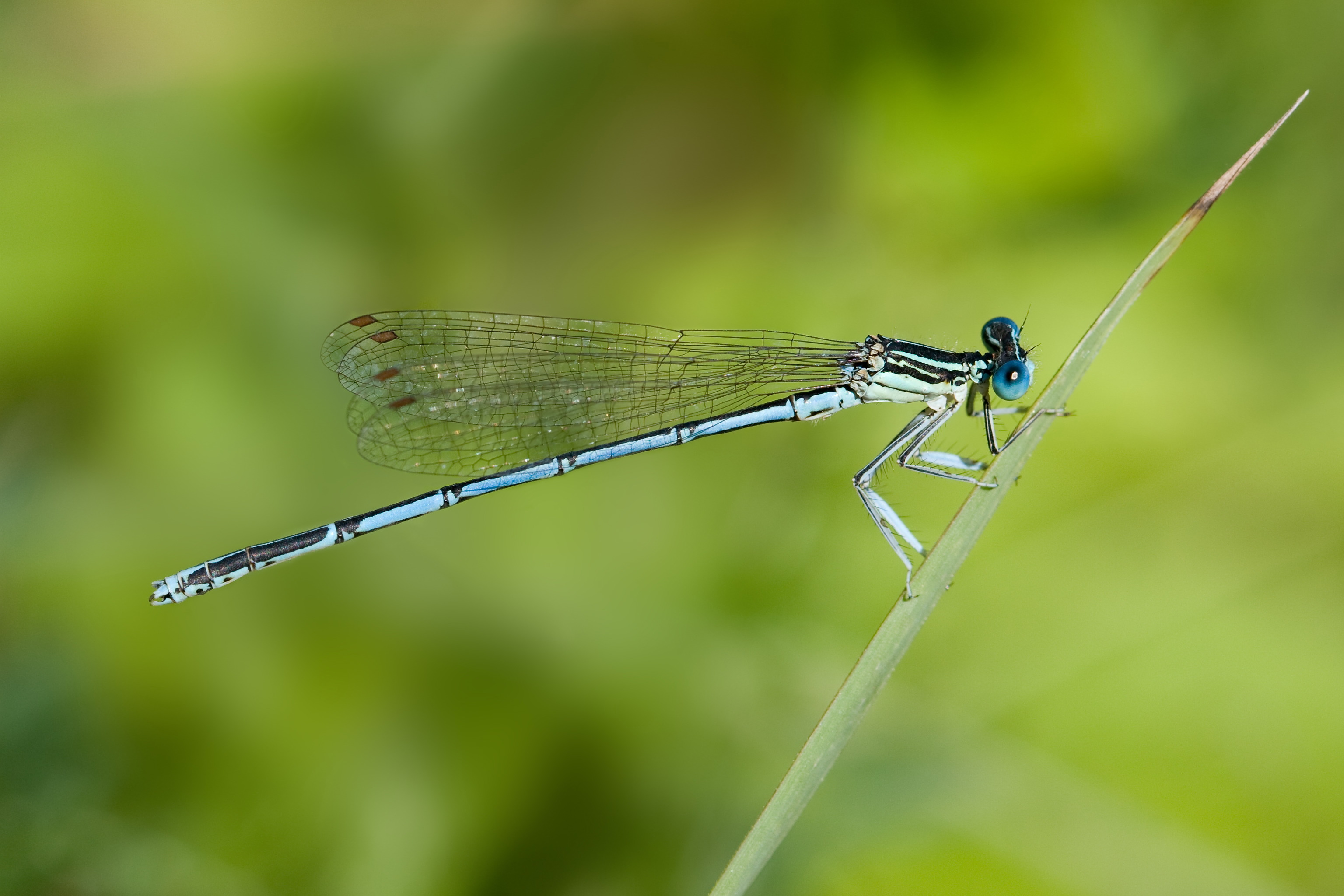 Platycnemis pennipes 1(loz)