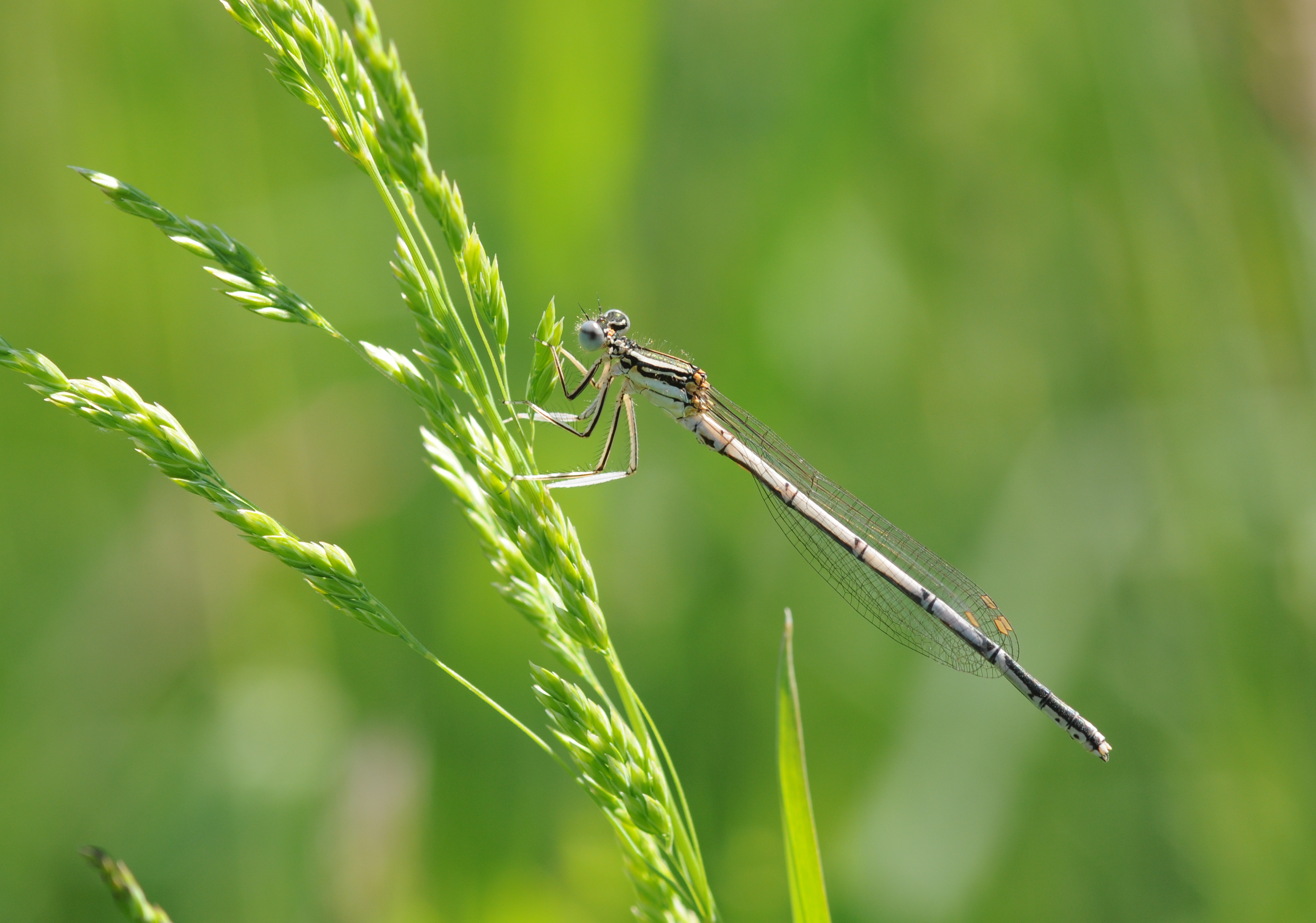 Platycnemis pennipes (5)