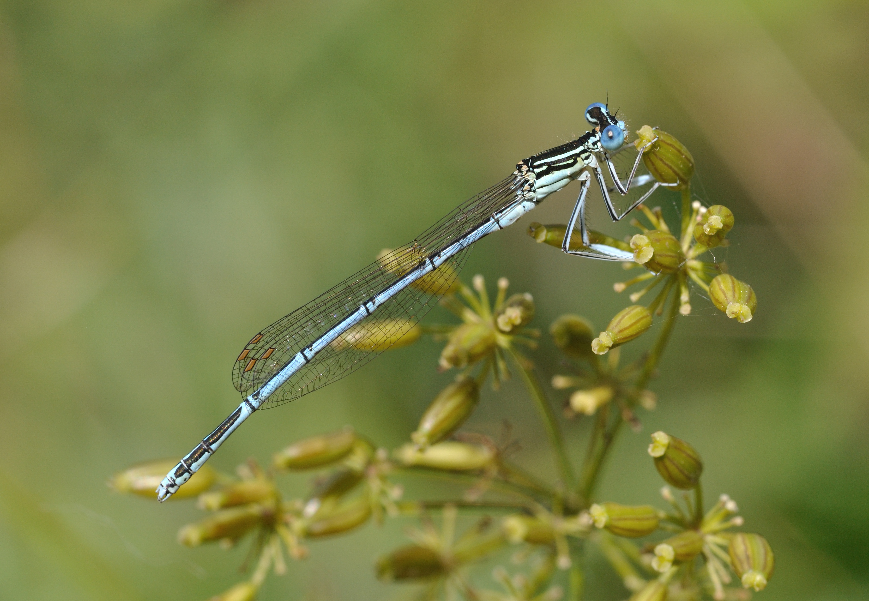 Platycnemis pennipes qtl6
